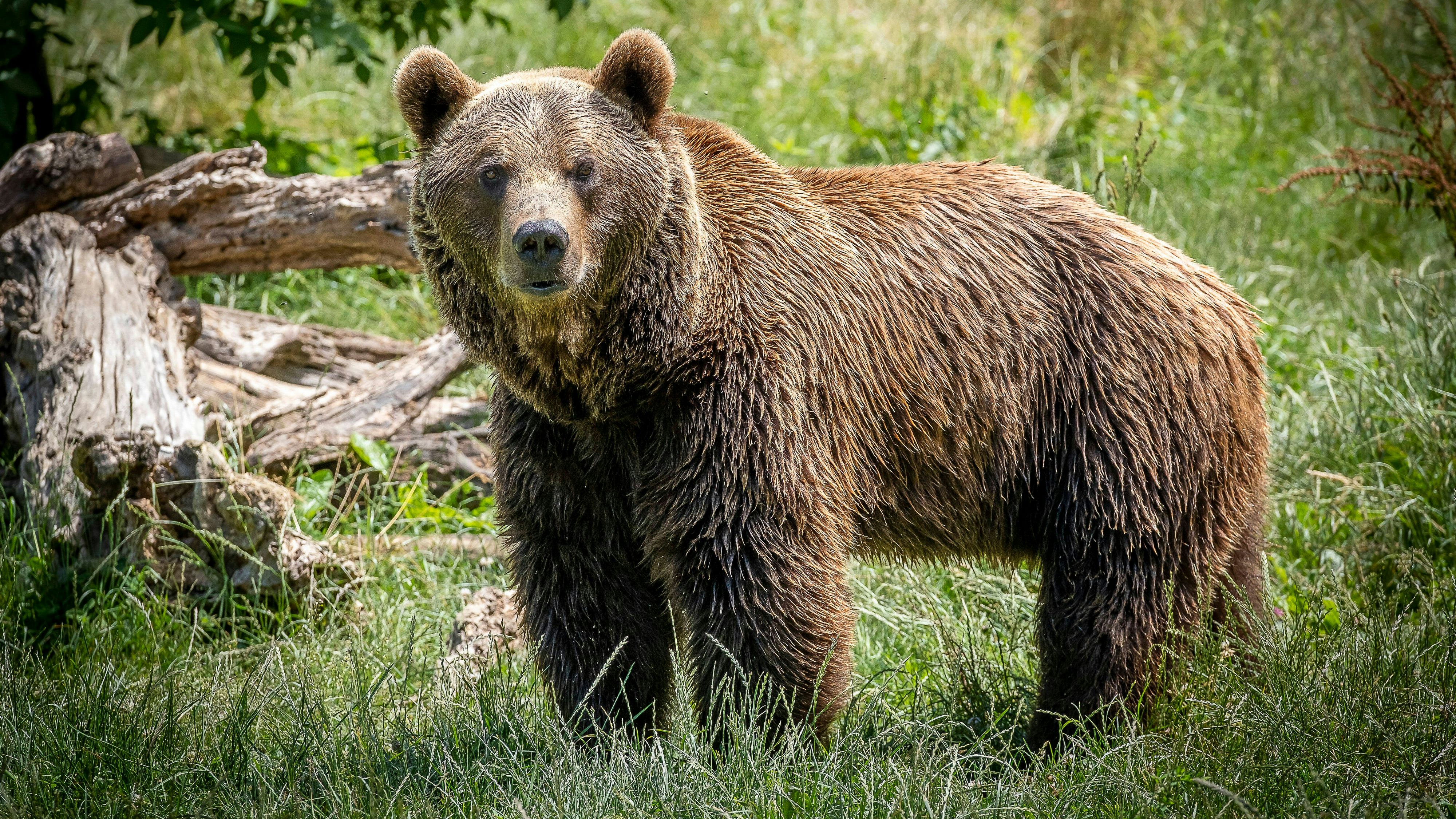 In Italien soll ein Jogger von einem Bären getötet worden sein. (Symbolbild)