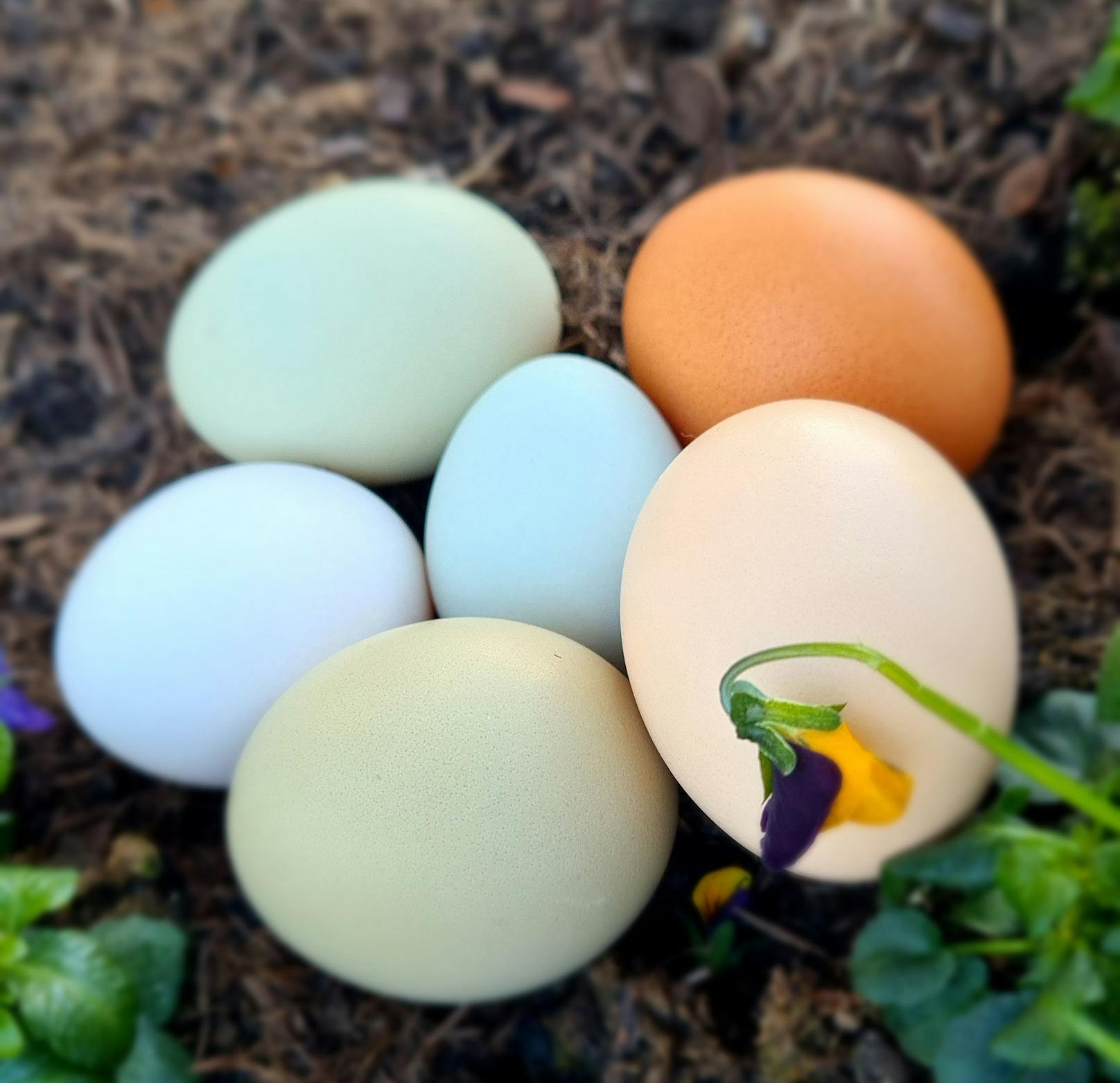 Bei Thallers Hendln geht es bunt zu, denn sie legen ganzjährig hellblaue, hell- und dunkelgrüne Eier.