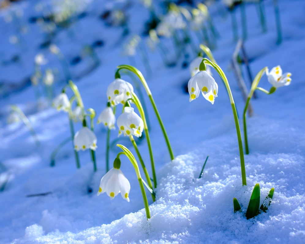 In vielen Teilen des Landes kehrt zum Wochenende jede Menge Schnee zurück.