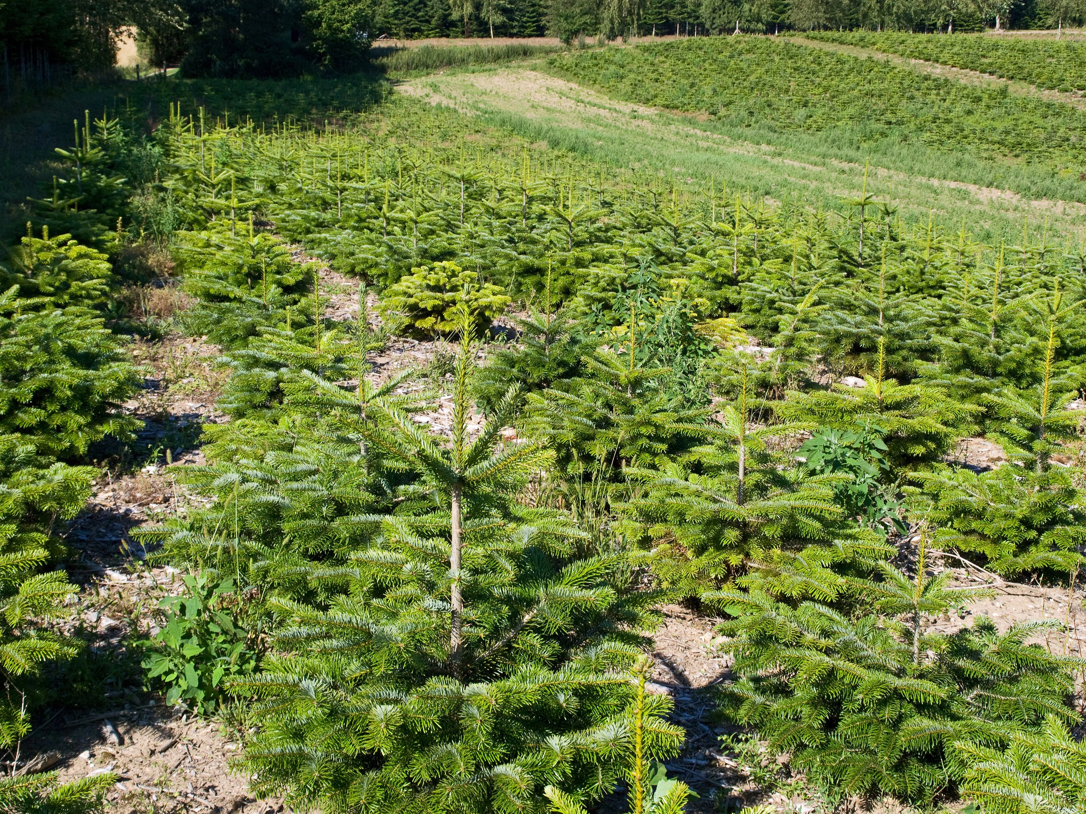 Der Lenker und seine Beifahrerin wurden verletzt.