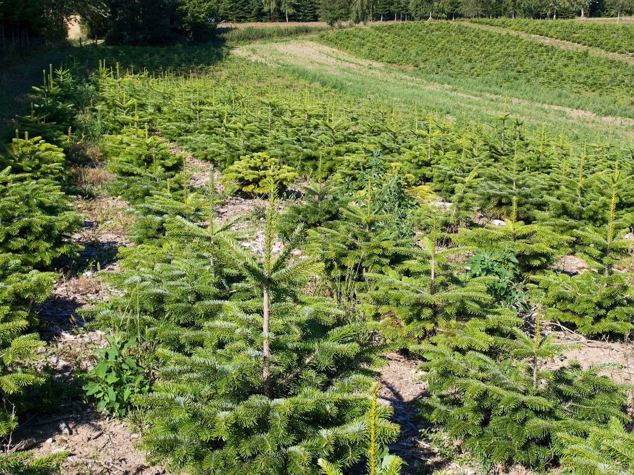 Heute.at - Bescherung zu Ostern! Lenker kracht in Christbaumkultur