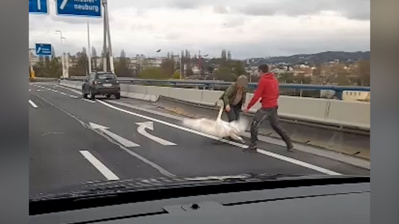 Zwei Autofahrer fingen den verirrten Schwan auf der Autobahnbrücke ein. 