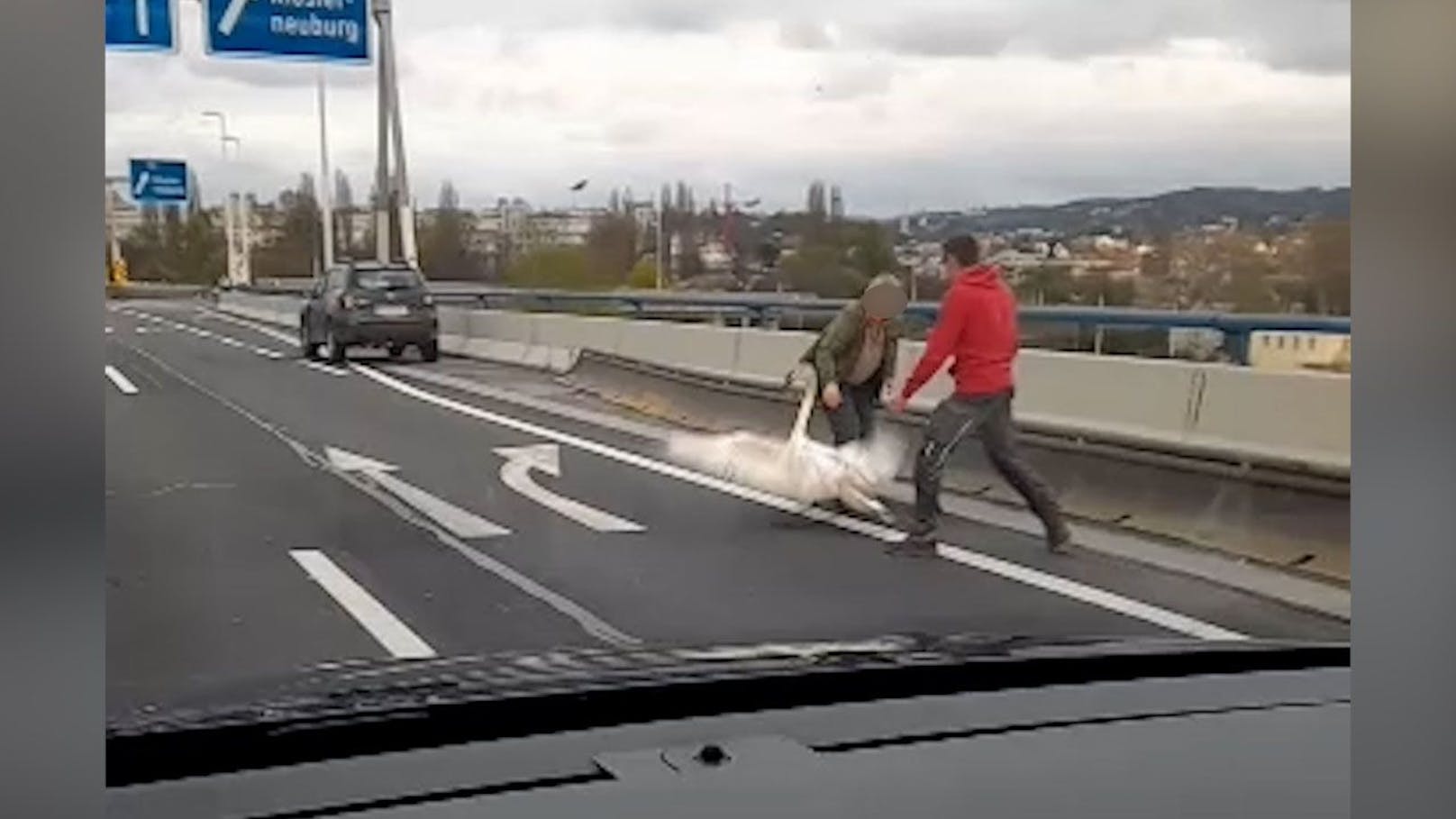 Wiener retten Schwan auf Autobahnbrücke vor dem Tod