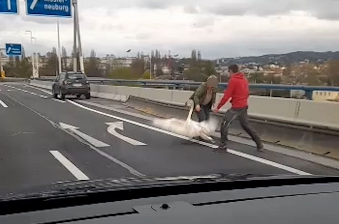 Zwei Autofahrer fingen den verirrten Schwan auf der Autobahnbrücke ein. 