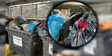 "Im Müll wohnen Tiere" – Mistproblem in NÖ-Siedlung