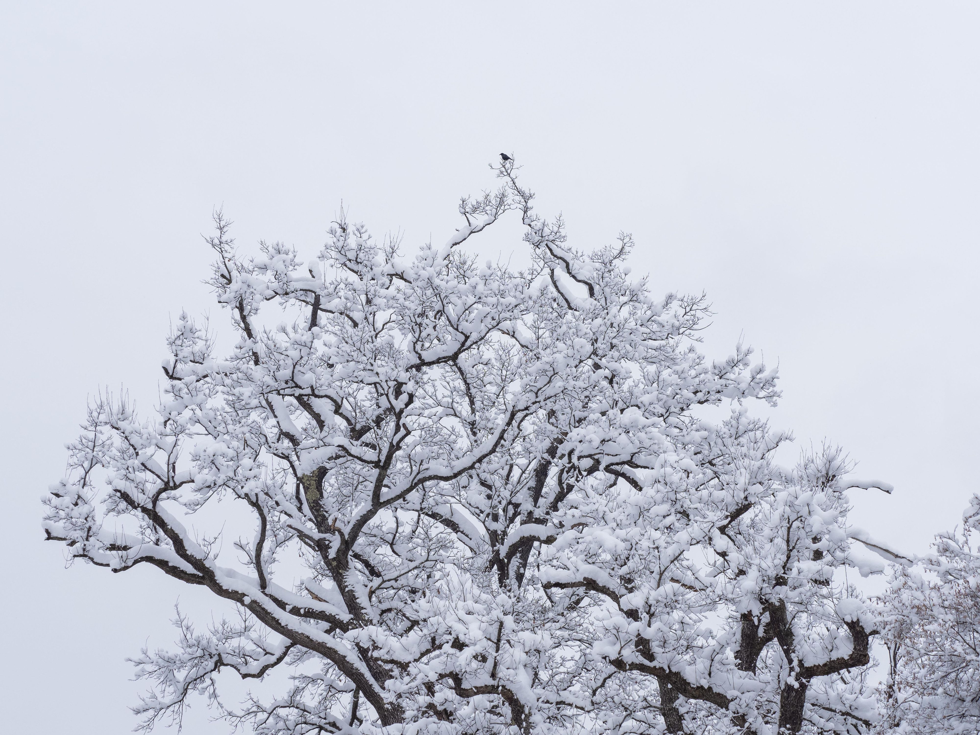 Zu Ostern schneit es in vielen Teilen des Landes.