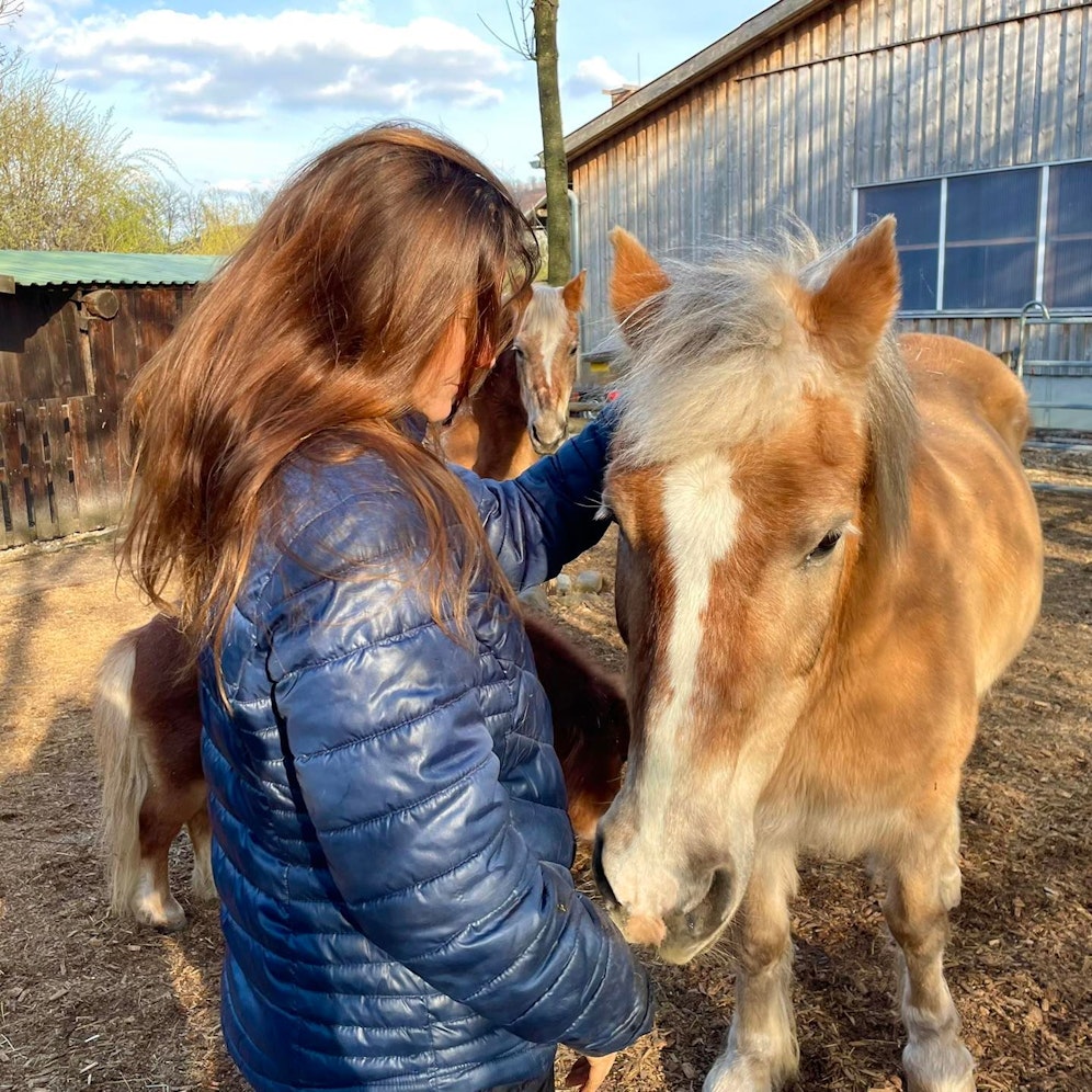 Die zwei ältesten Pferde mussten den Schottenhof verlassen.