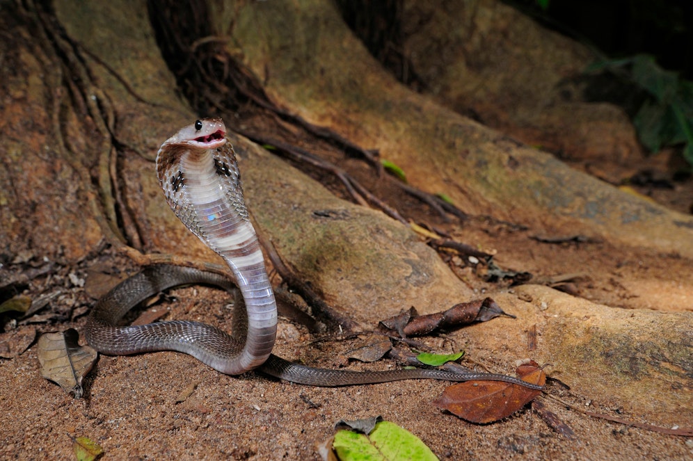 Eine giftige Kobra war blinder Passagier.