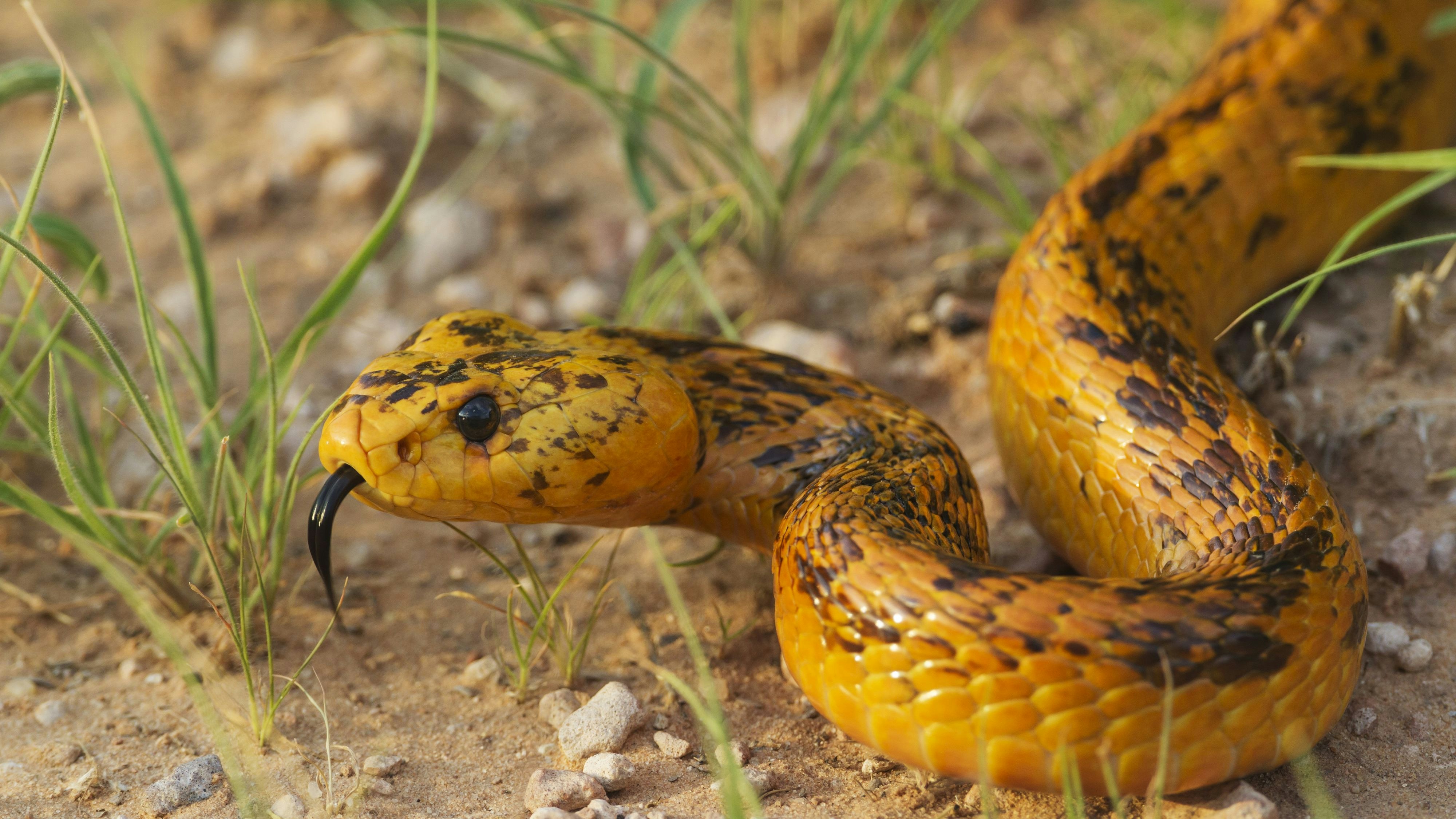 Eine Kapkobra ist zwar für eine Kobra recht klein, aber ihr Gift ist keinesfalls zu unterschätzen. 