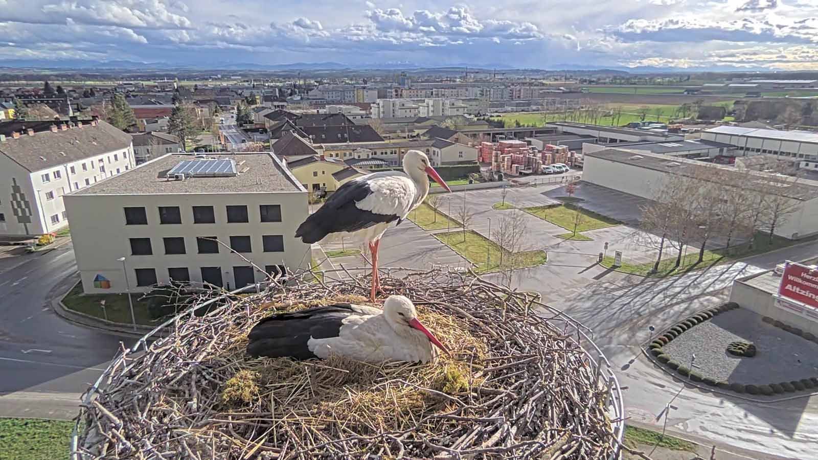 Schon sechs Eier sind im Nest.