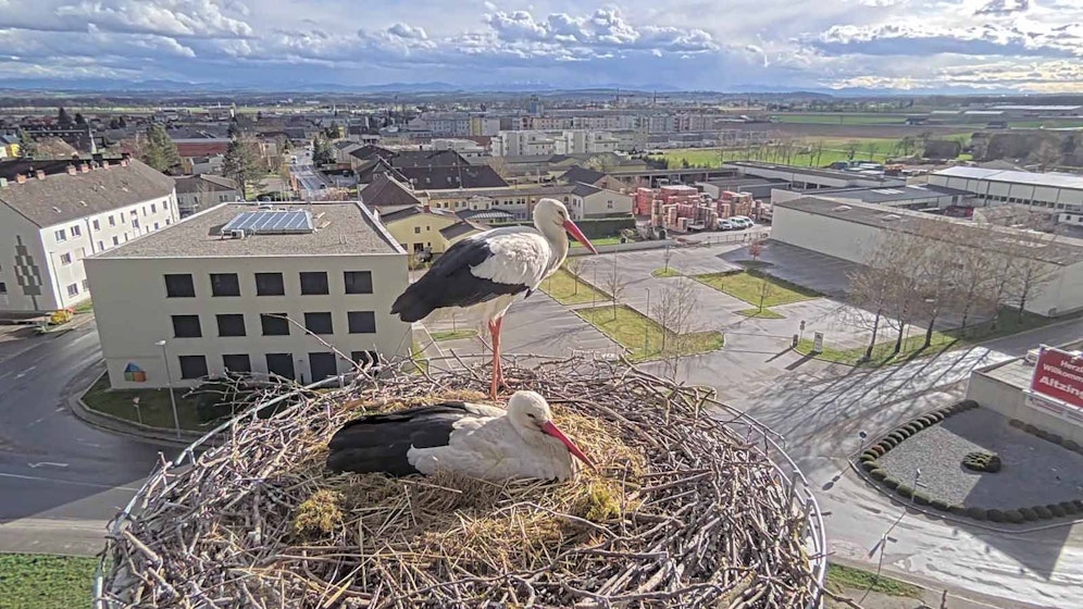 Die Plattform dient als Unterlage für das Nest und gewährleistet, dass die Funktechnik weiterhin betriebssicher zur Verfügung steht.