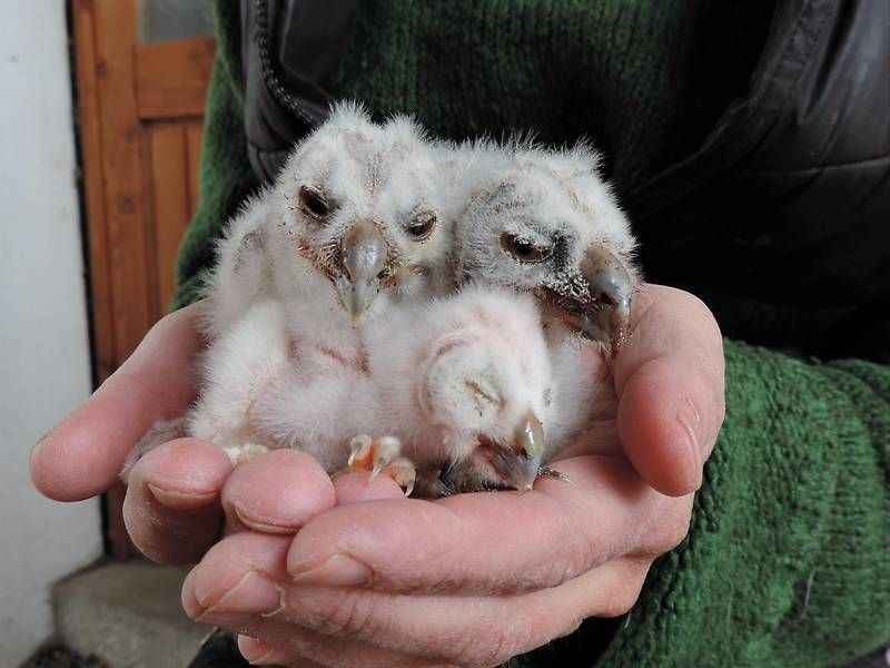 Drei Waldohreulen-Küken konnten gerettet werden.