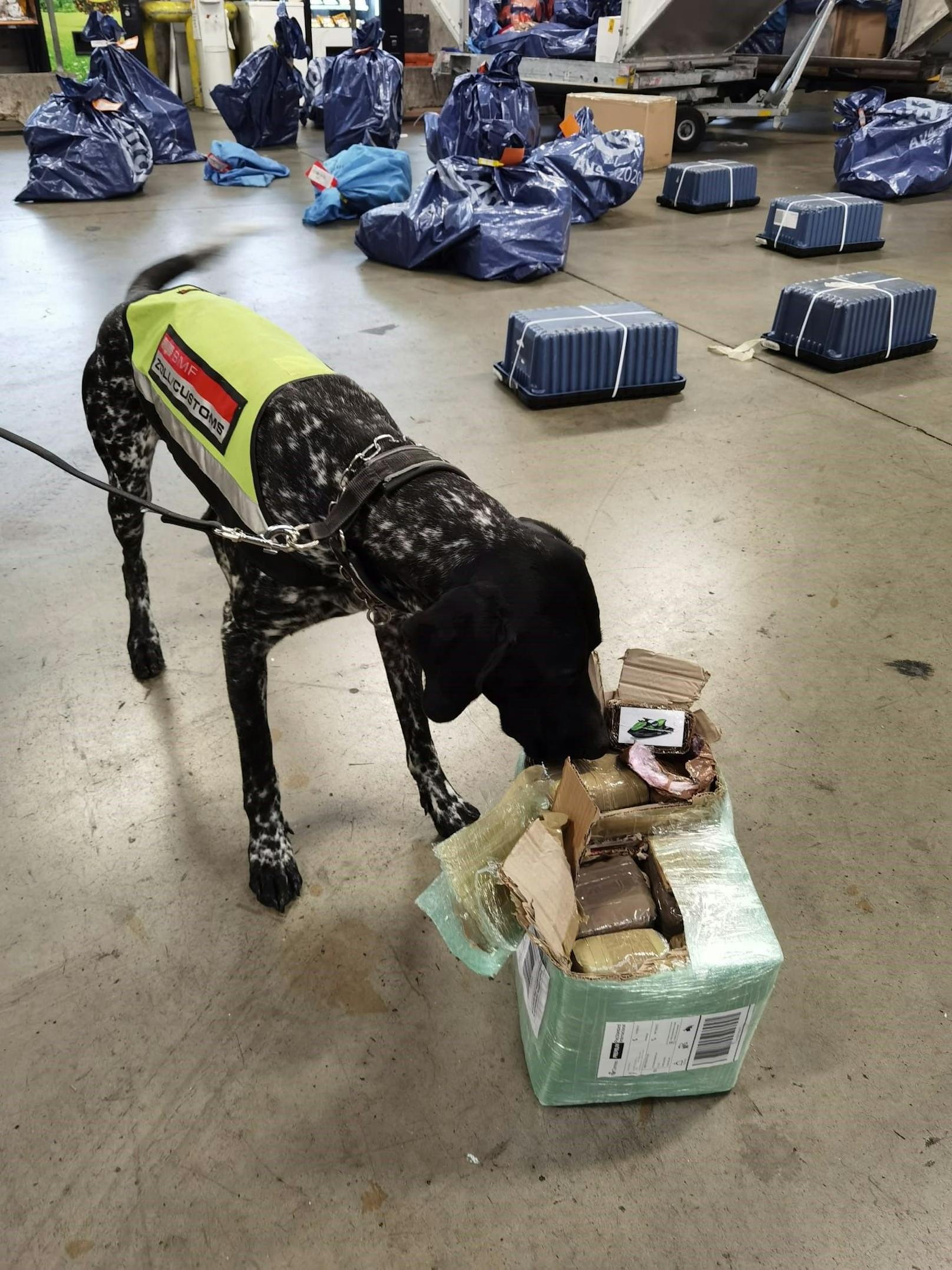 "Was der Zöllner nicht sieht, erschnüffelt der Hund", heißt es in einem Sprichwort.&nbsp;