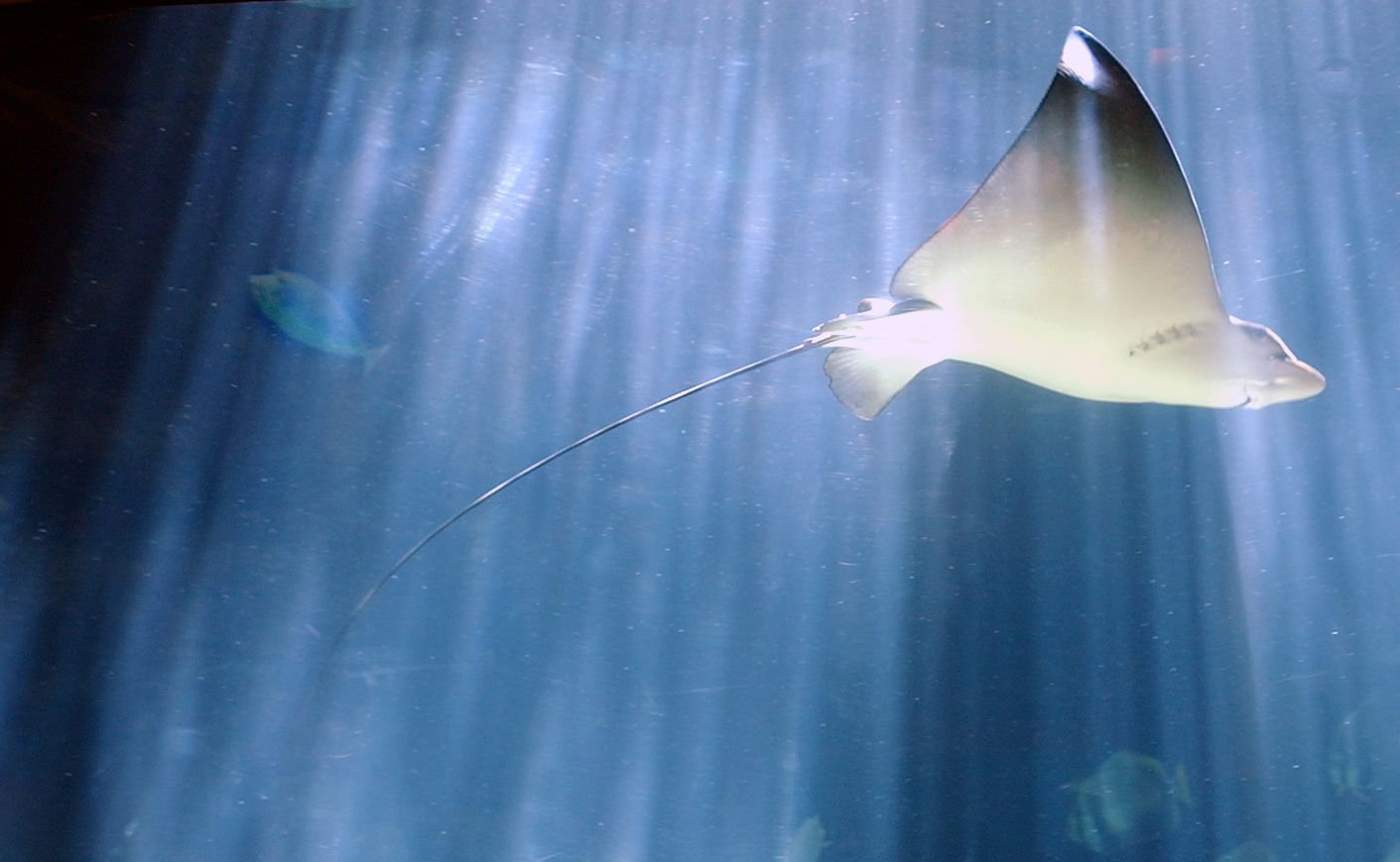 Diese Art von Süßwasserrochen darf in speziellen Aquarien gehalten werden. (Symbolbild)