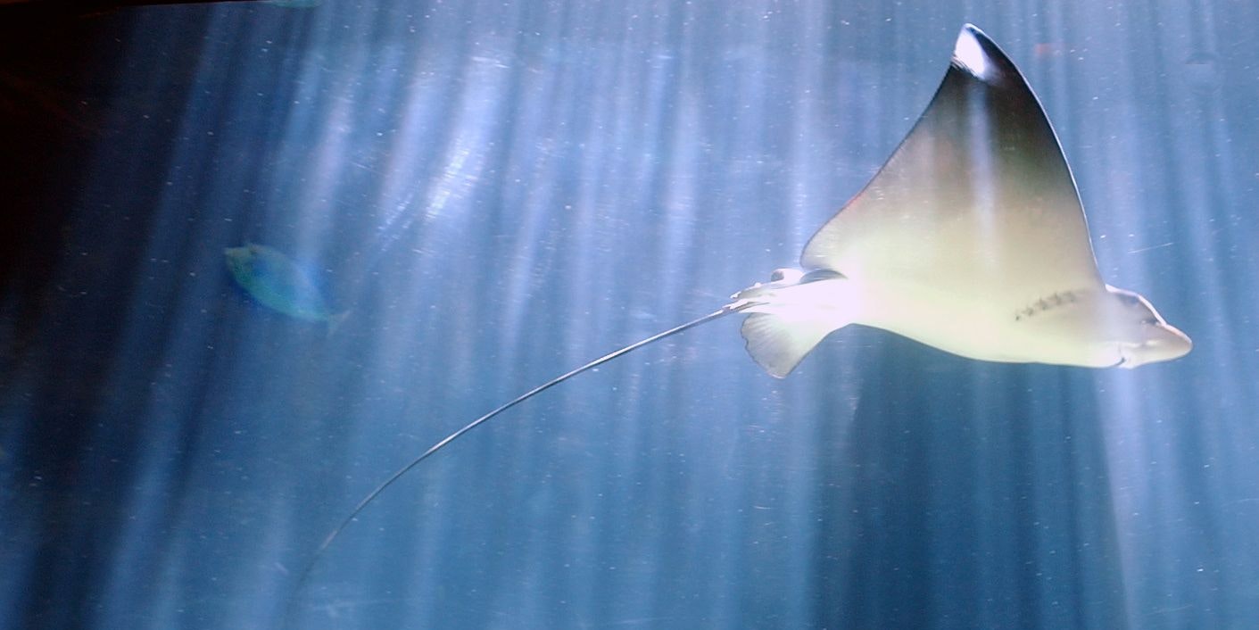 A Hawaiian stingray makes his way through the midday sunshine while swimming with over 70 different species of marine life in the three-story indoor oceanarium at the Pacific Beach Hotel in Honolulu, September 23, 2003. The 280,000 gallon tank of sea water houses aquatic animals from the Indo-pacific but mostly from hawaiian waters. The hawaiian stingray is the largest fish in the tank (4 feet wide from wingtip to wingtip and 90 lbs) and is a member of a family that includes dogfish, skates rays and sharks. REUTERS/Lucy Pemoni  LP