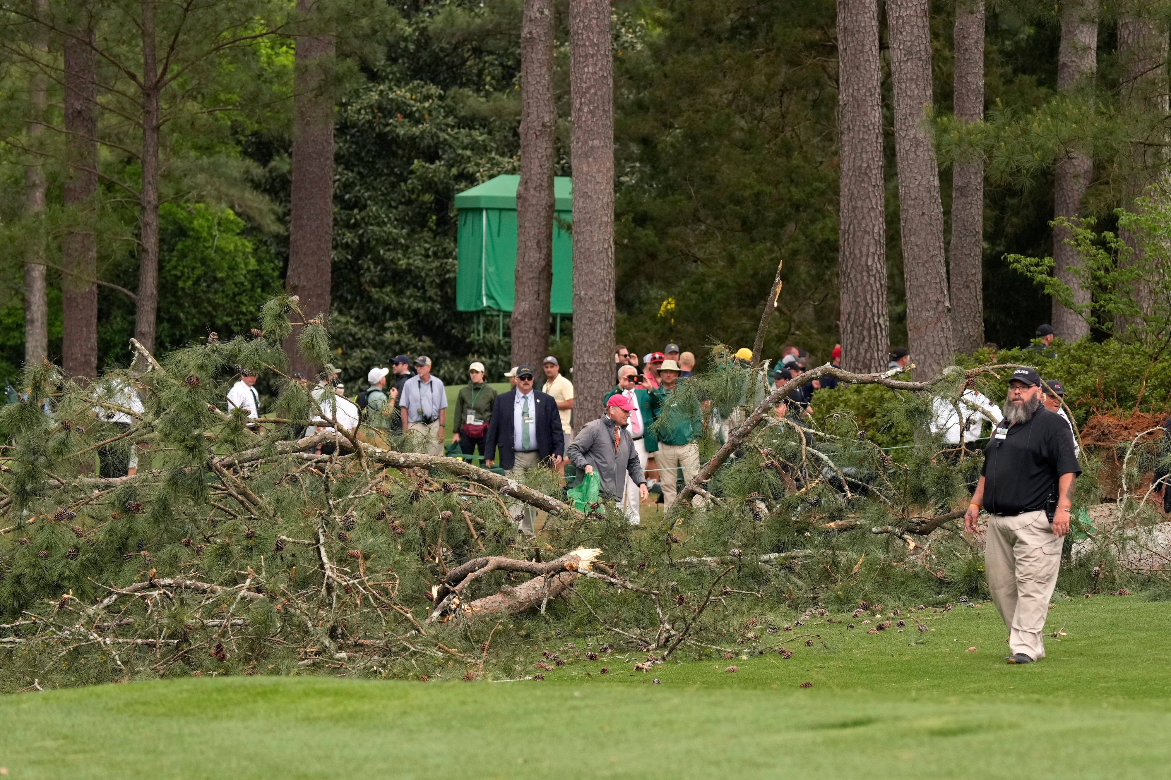 Bäume fallen fast auf Zuschauer