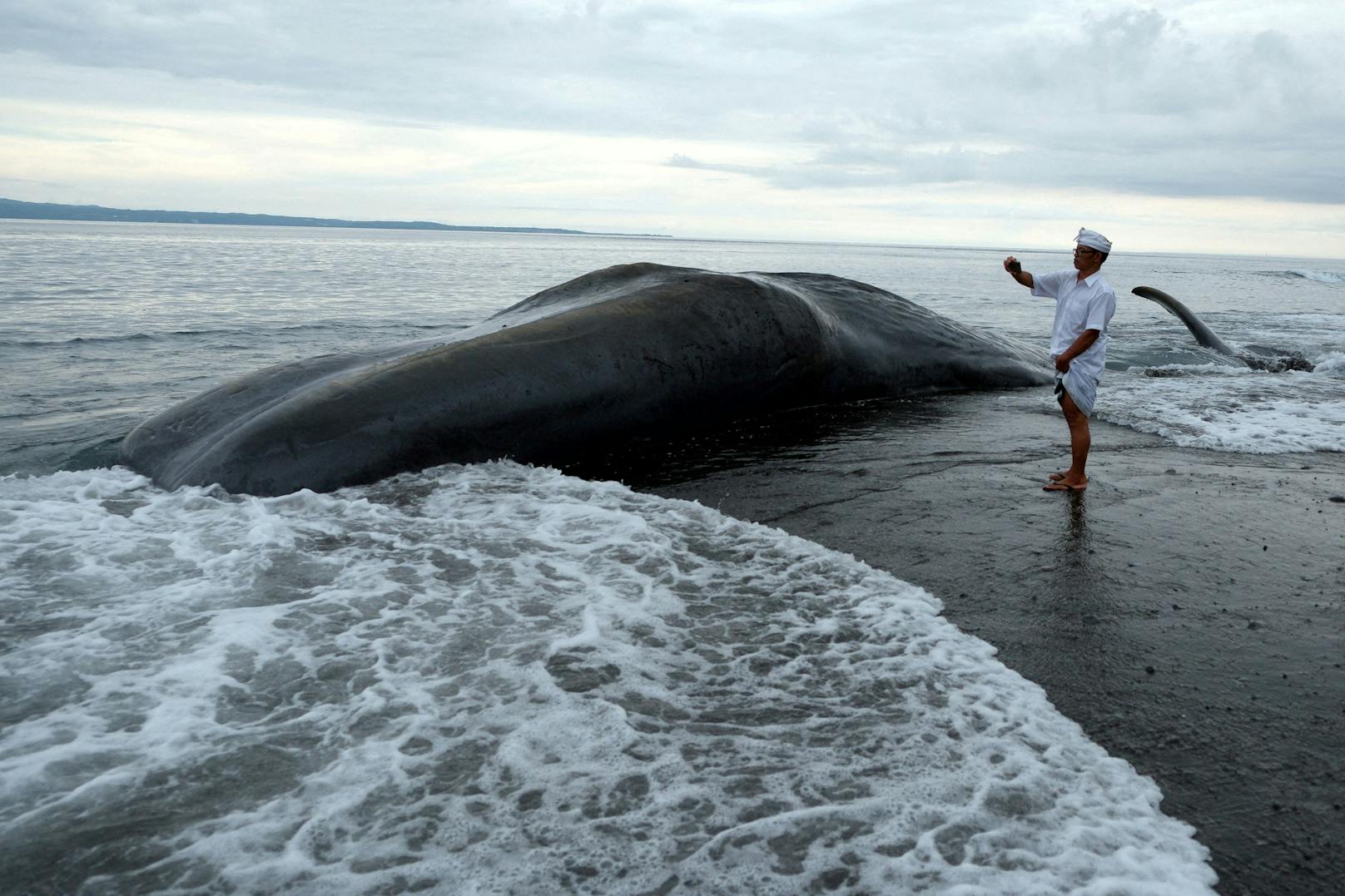 Dritter Wal innerhalb einer Woche auf Bali gestrandet