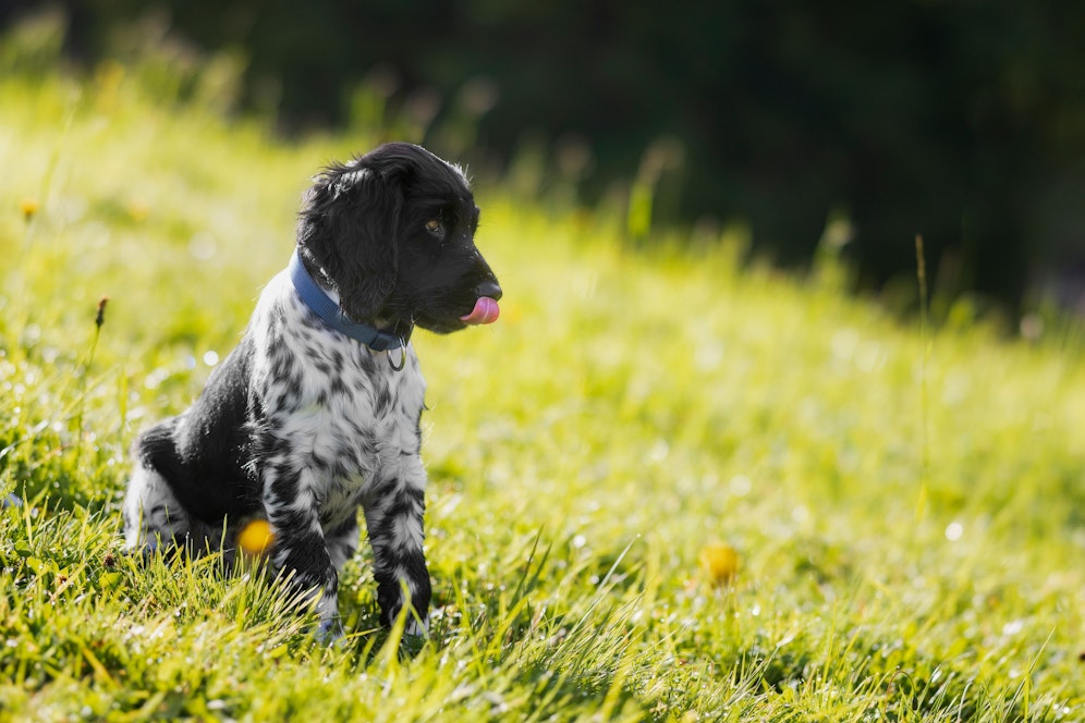 Ein Hund starb im Raum Gloggnitz (Symbolfoto).