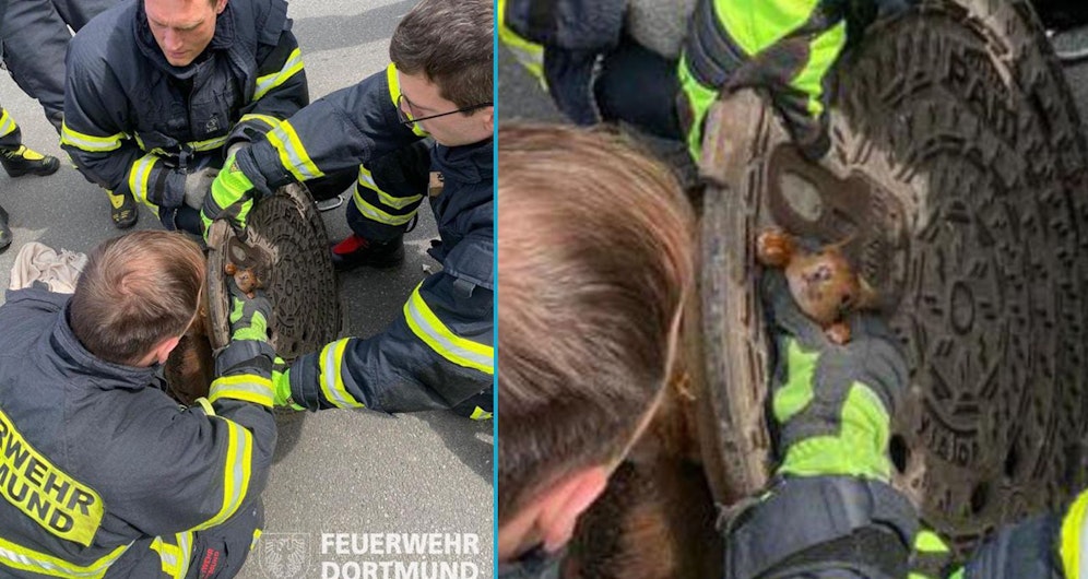So hat sich dieses Eichhörnchen den Feiertag wohl nicht vorgestellt.
