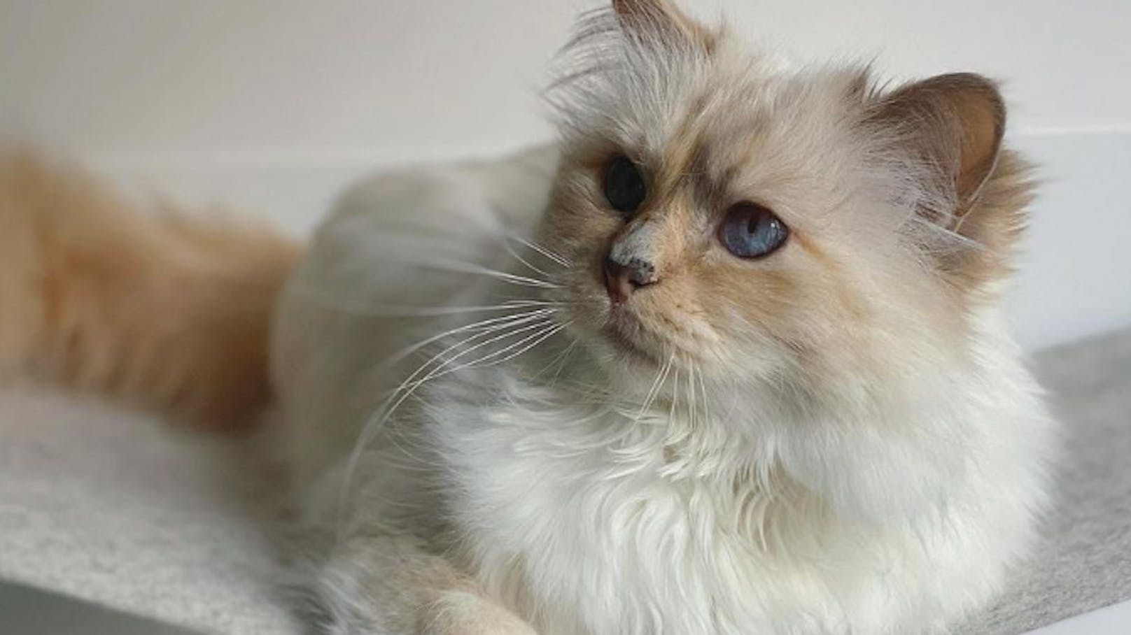 "Choupette" ist die wohl reichste Katze der Welt.