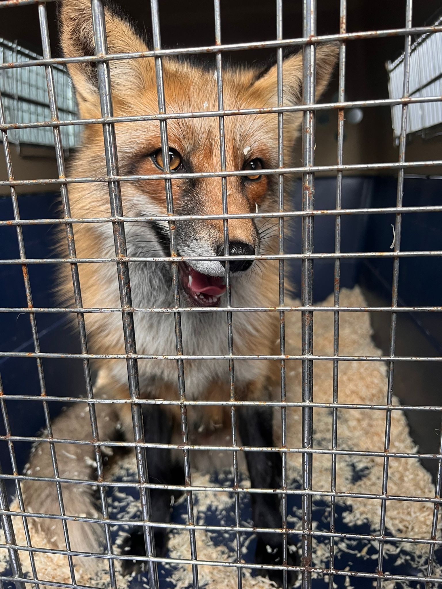 "Rosi" kann hoffentlich zu den anderen Wildfüchsen bei Tierschutz Austria integriert werden.&nbsp;