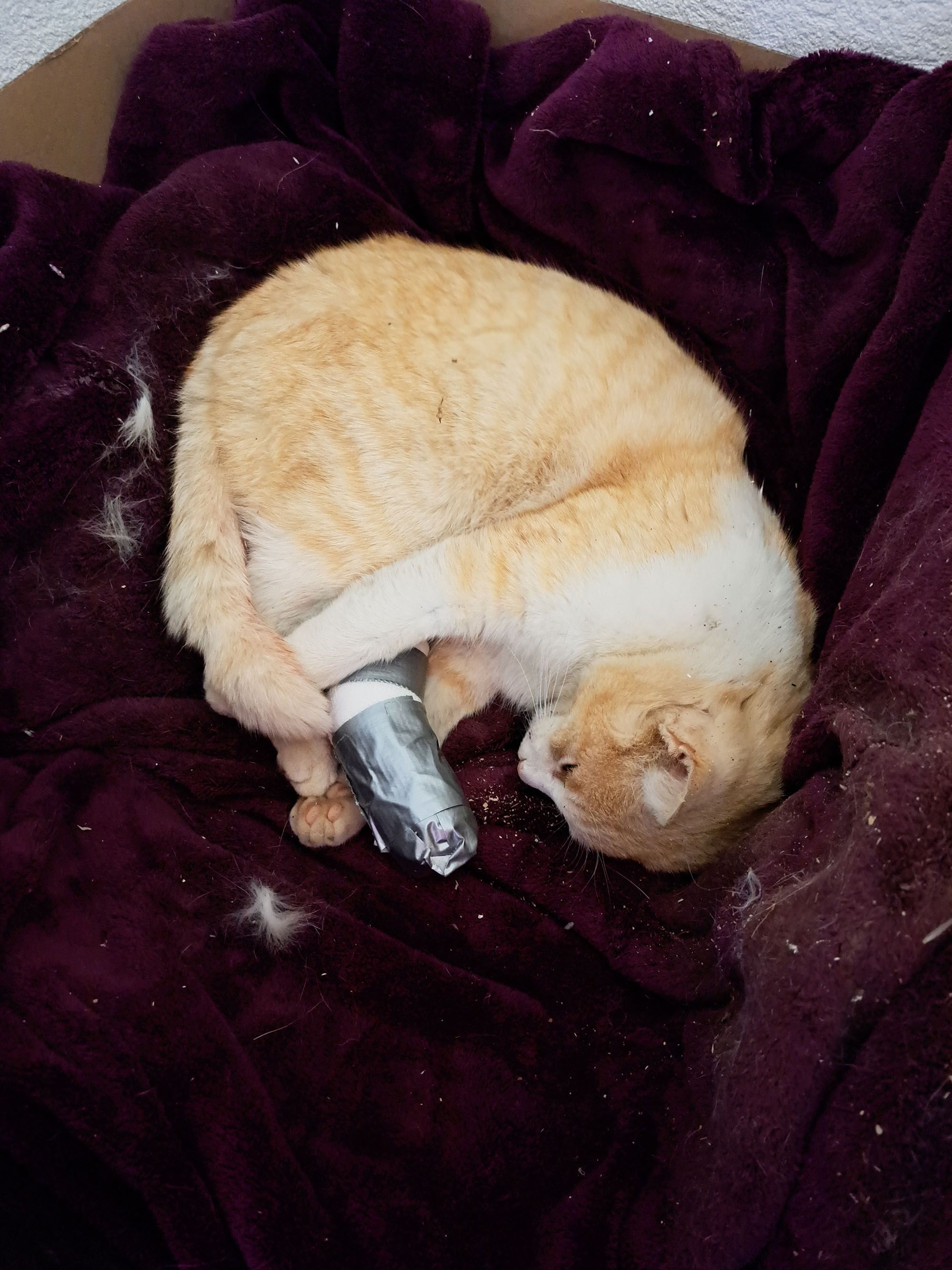 Die Katze wurde am Hinterlauf verletzt.