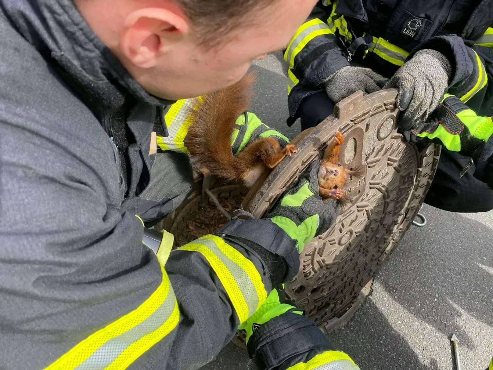 Feuerwehrmänner haben den Gullydeckel angehoben und befreien das Eichhörnchen.