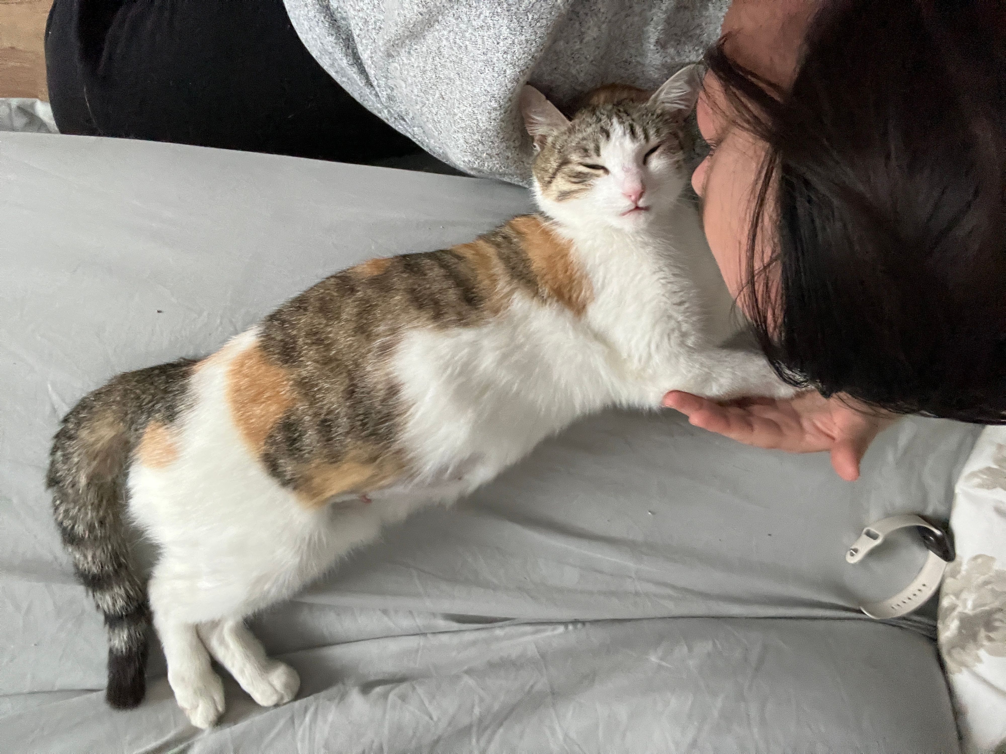 Heuer wird wohl ein trauriges Katzenjahr. Bereits acht trächtige Katzen wurden im Tierquartier Wien aufgenommen.