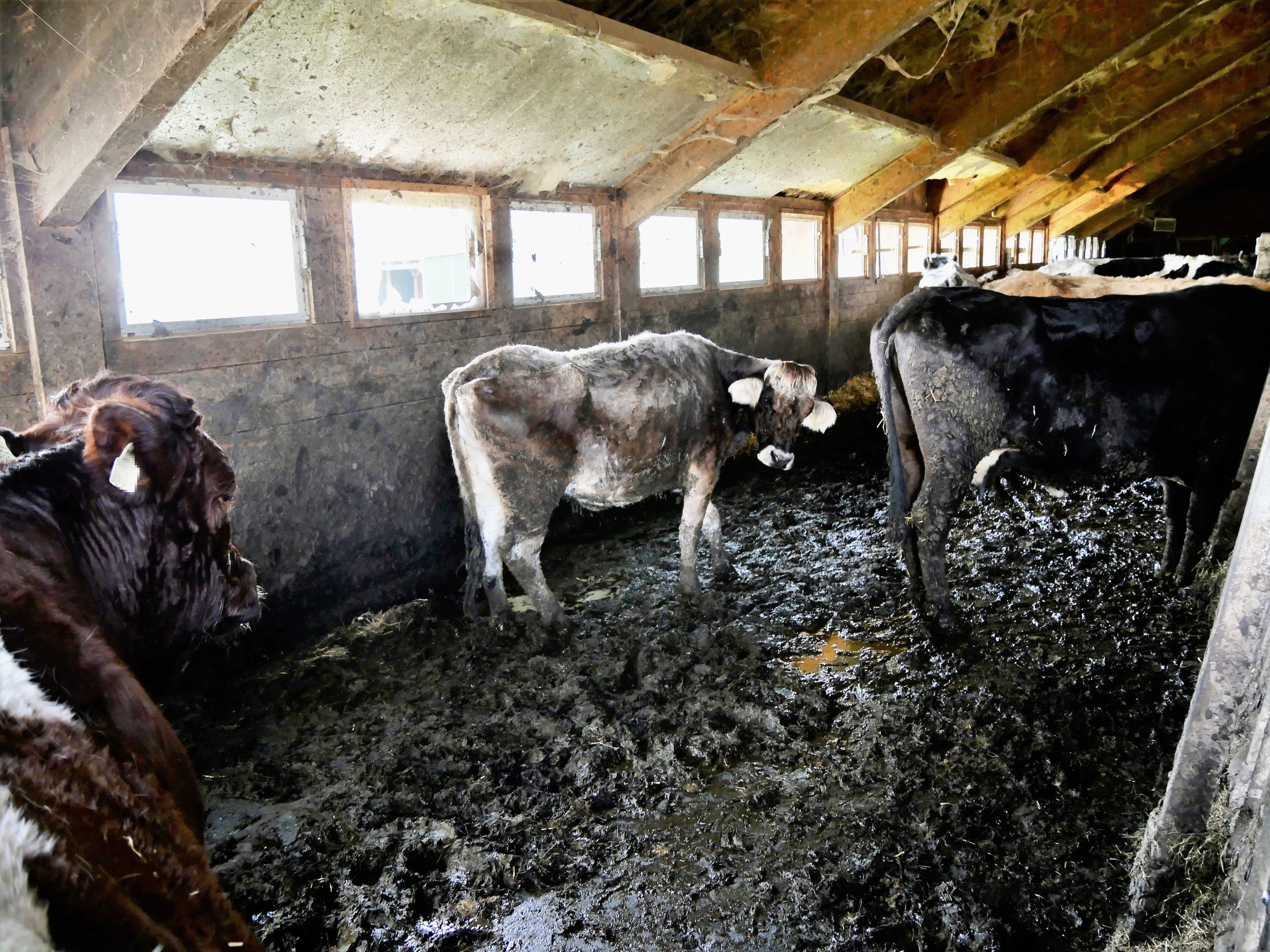 Der Verein gegen Tierfarbriken fordert von den Behörden die sofortige Tierabnahme.