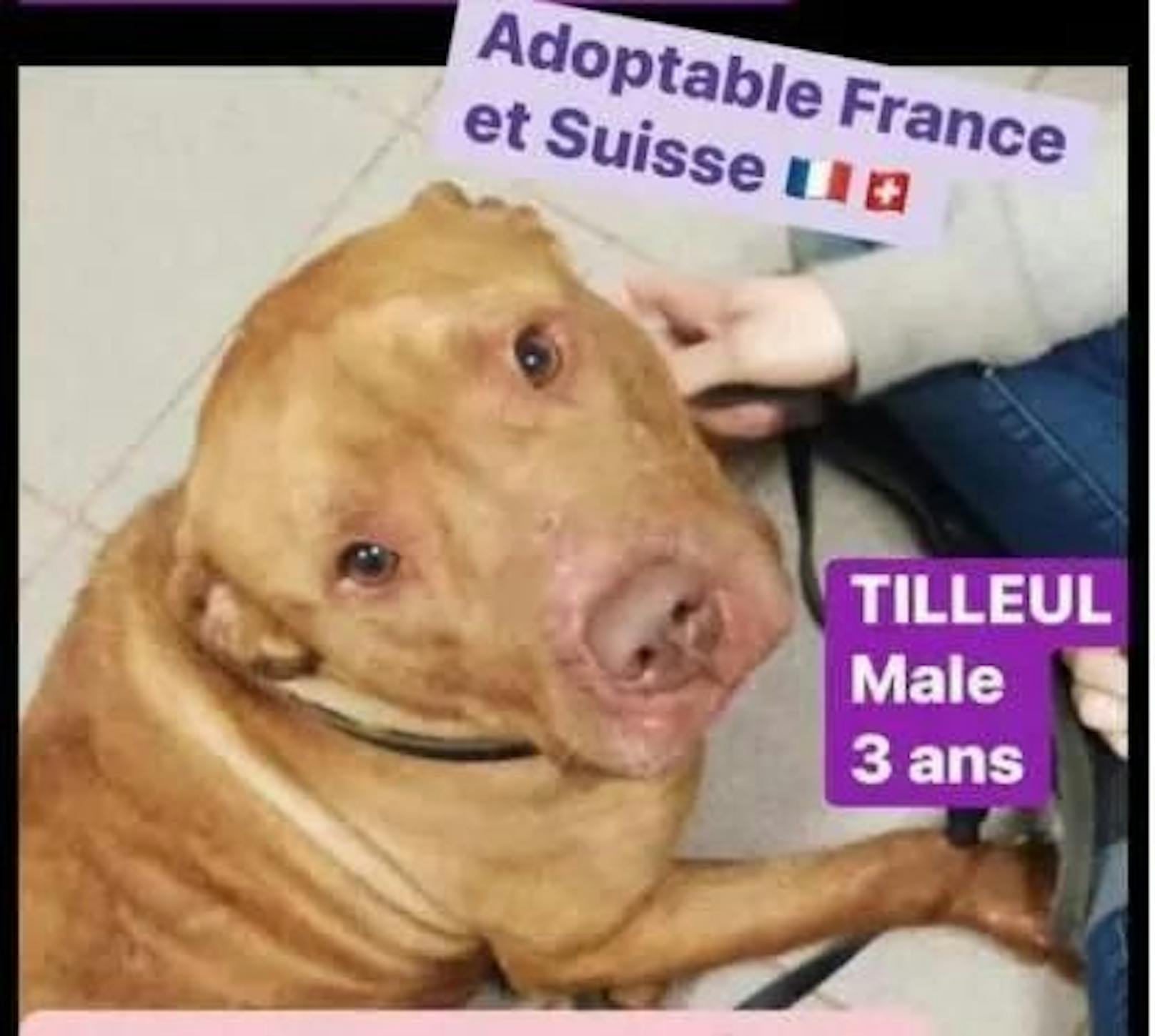 Hund Tilleul griff seine Besitzerin am 1. Juli 2021 unvermittelt an. Nach einigem Kampf erwürgte diese ihren Hund. Jetzt wurde ein Urteil im entsprechenden Gerichtsprozess gefällt.