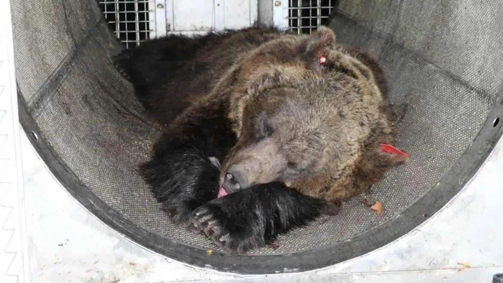 Dieser Bär hat den italienischen Jogger getötet