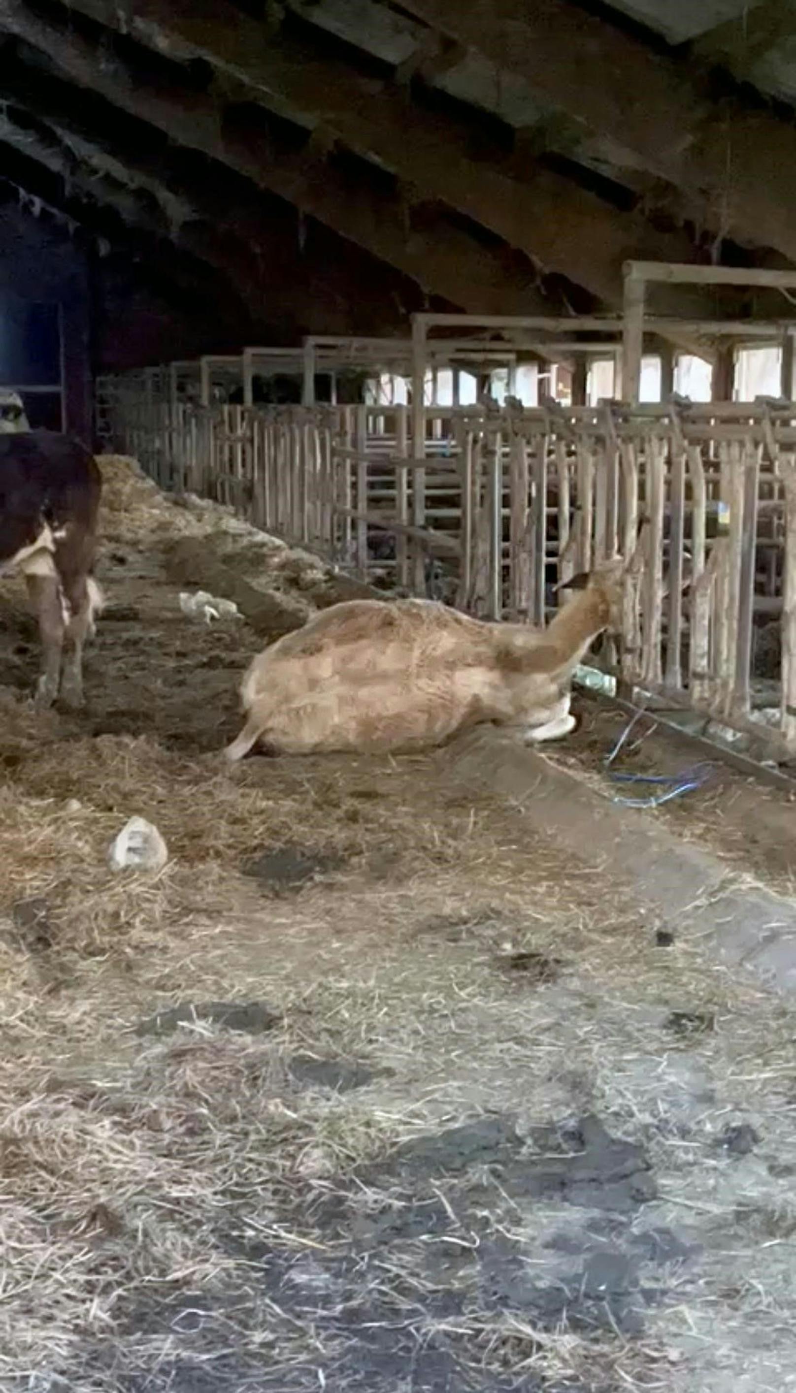 Die Videoaufnahme einer Anrainerin zeigt ein totes Rind, das mit dem Kopf und Hals zwischen den Metallstangen hängt. Es ist wahrscheinlich, dass dieses Tier steckenblieb und so starb.