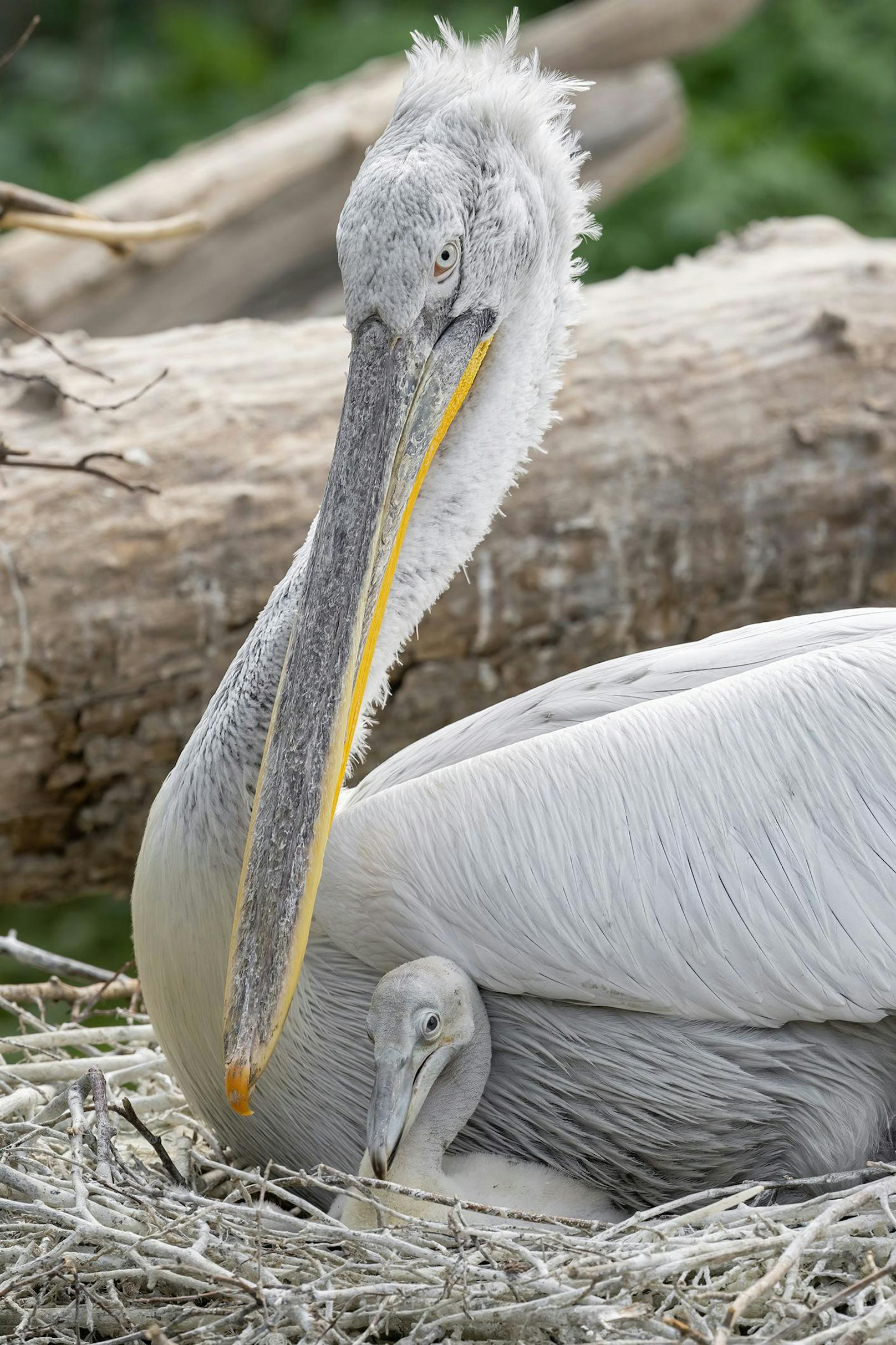 In Zoos wird er nur selten gezüchtet, im Tiergarten Schönbrunn kann man sich derzeit aber nach längerer Zeit wieder über Nachwuchs freuen.