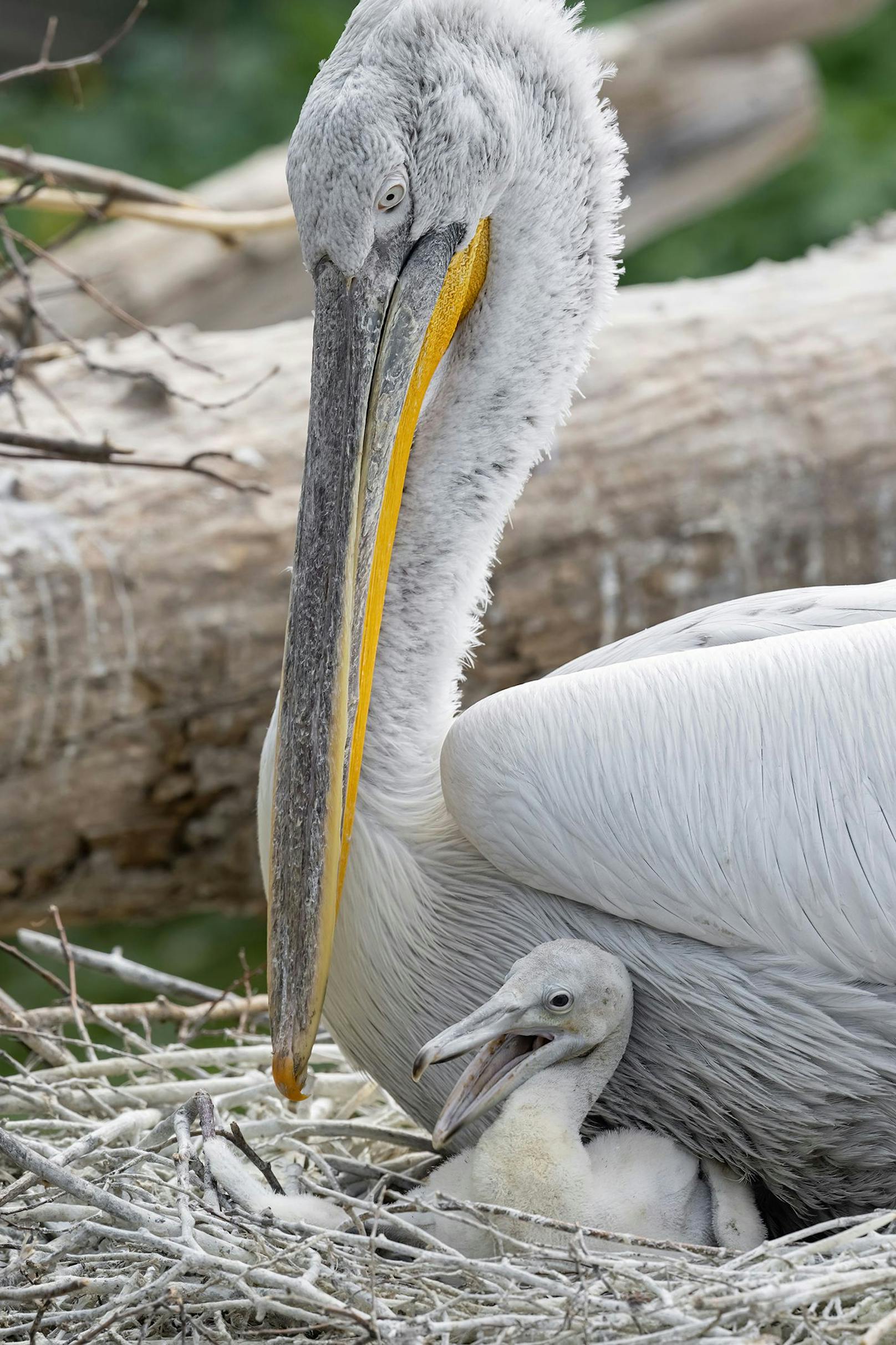 Mit einer Flügelspannweite von rund drei Metern ist der Krauskopfpelikan die größte Pelikanart.
