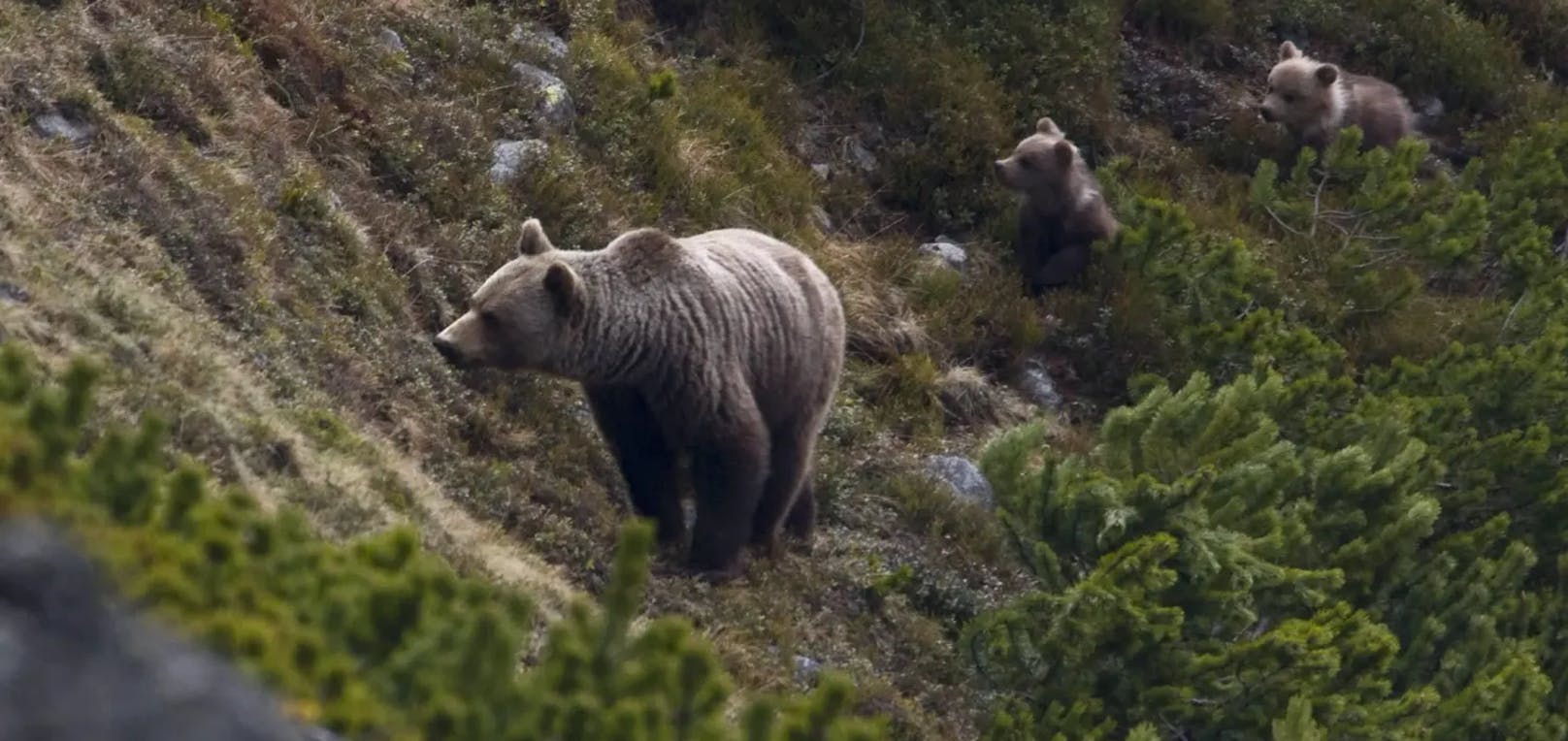 Gerade die Grenzgebiete zu Italien und Slowenien sind bei Bären beliebt. (Symbolbild)