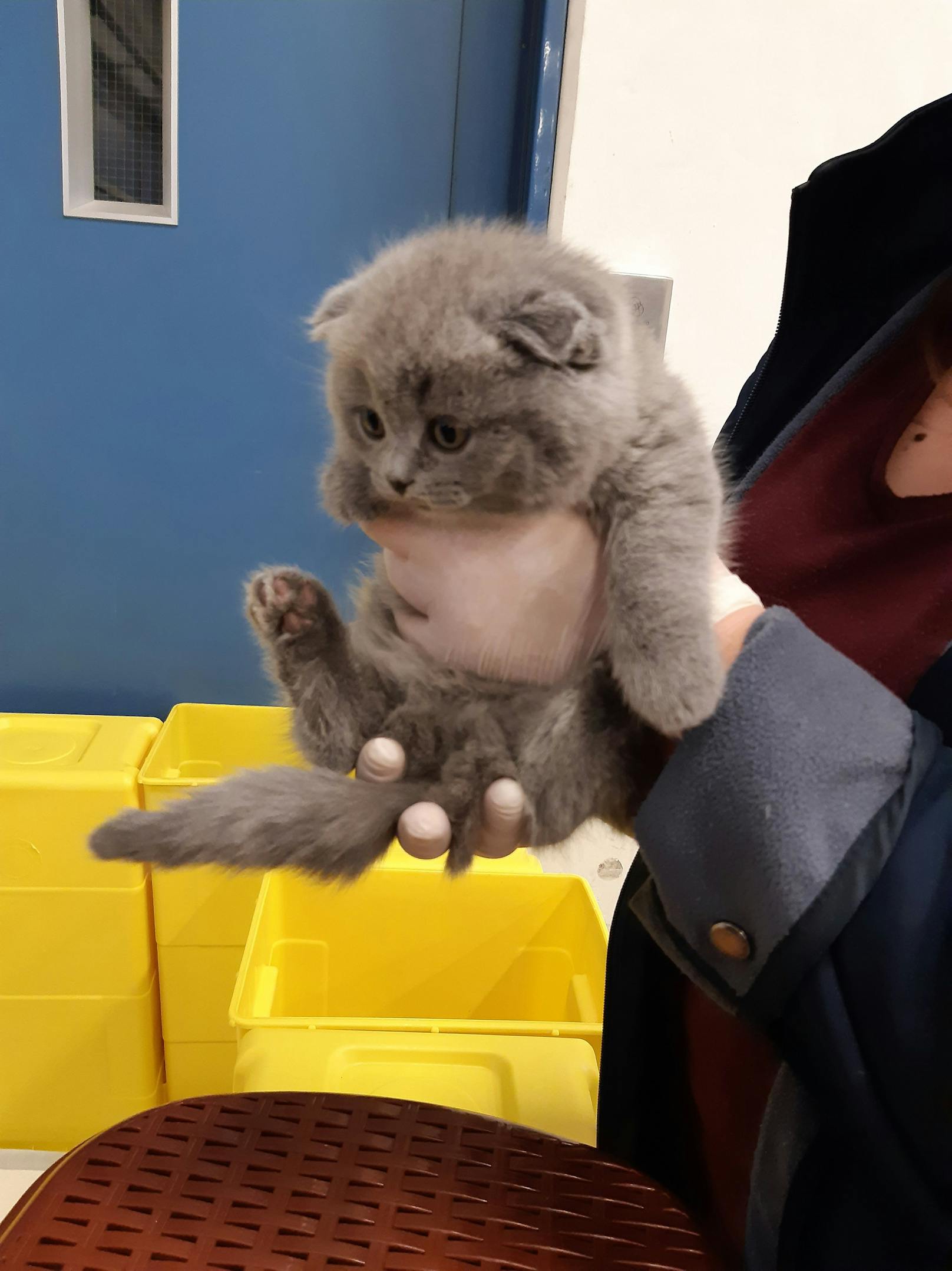 In einem anderen Fahrzeug entdeckte man eine merkwürdig hohe Anzahl von Tiermedikamenten - mitten darunter, 13 Katzenbabys.