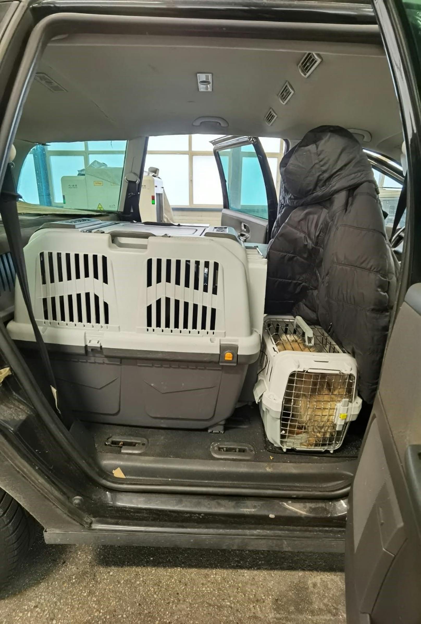 Im März konnten insgesamt 11 Hundewelpen und 13 Kitten von österreichischen Zollbeamten beschlagnahmt werden.&nbsp;