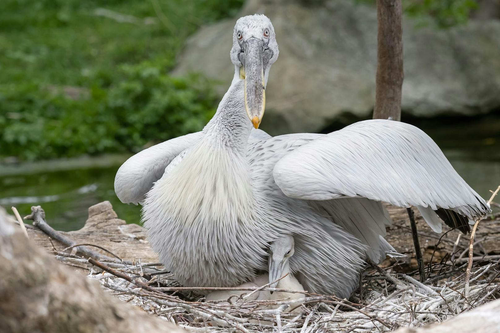 Im Tiergarten Schönbrunn gibt es aktuell drei Küken, die ab Ende März geschlüpft sind.