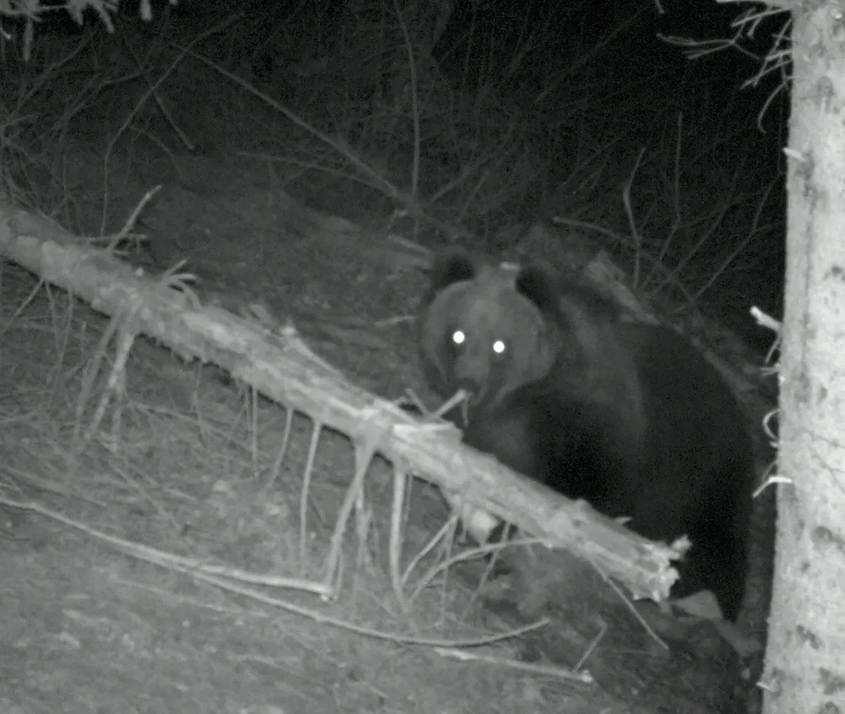 In Italien wurde Gaia zum Abschuss freigegeben, dann wurde die Freigabe wieder zurückgenommen. Was passiert, wenn die Bärin nach Österreich kommt?