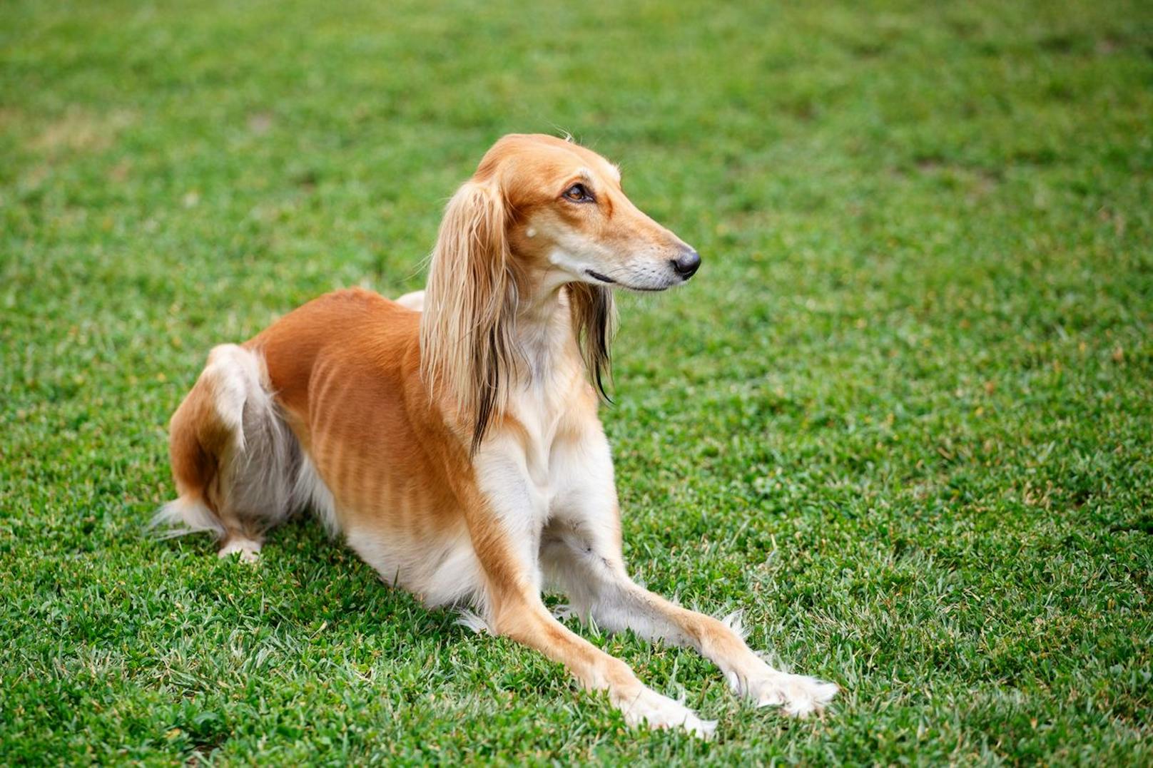 Ein reinrassiger <strong>Saluki</strong> aus Arabien kann bis zu 12.000 Euro kosten. Er wurde für die Hasenjagd eingesetzt und zählt zu den Windhunden.&nbsp;