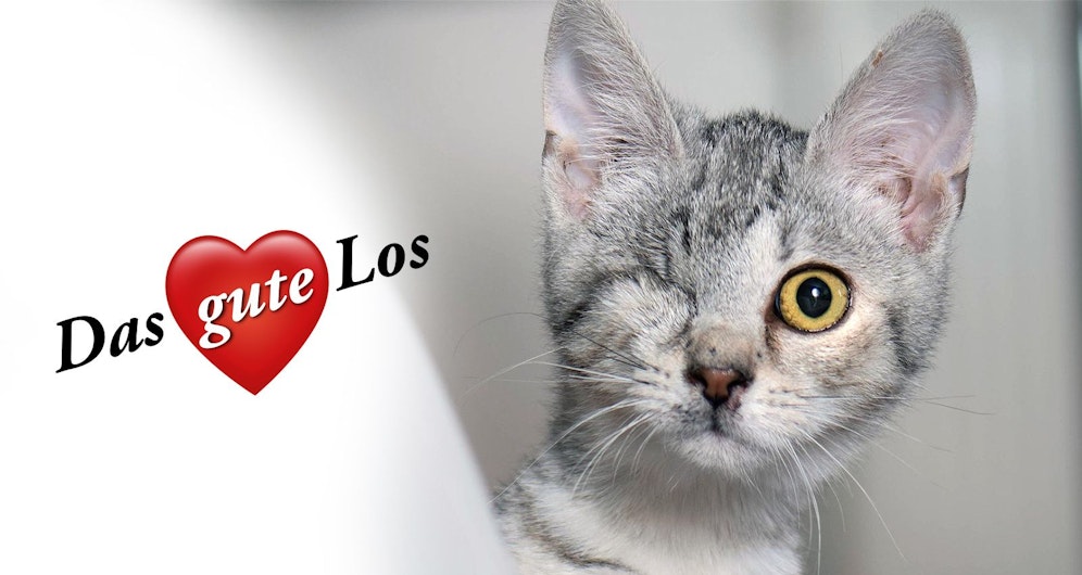 Die Lotterie für den guten Zweck verspricht Tierschutz und tolle Preise.&nbsp;