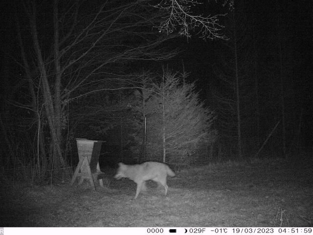 Mehrere Wolfssichtungen wurden in Marbach gemeldet.