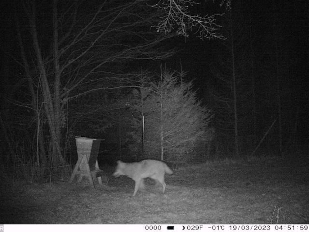Mehrere Wolfssichtungen wurden in Marbach gemeldet.
