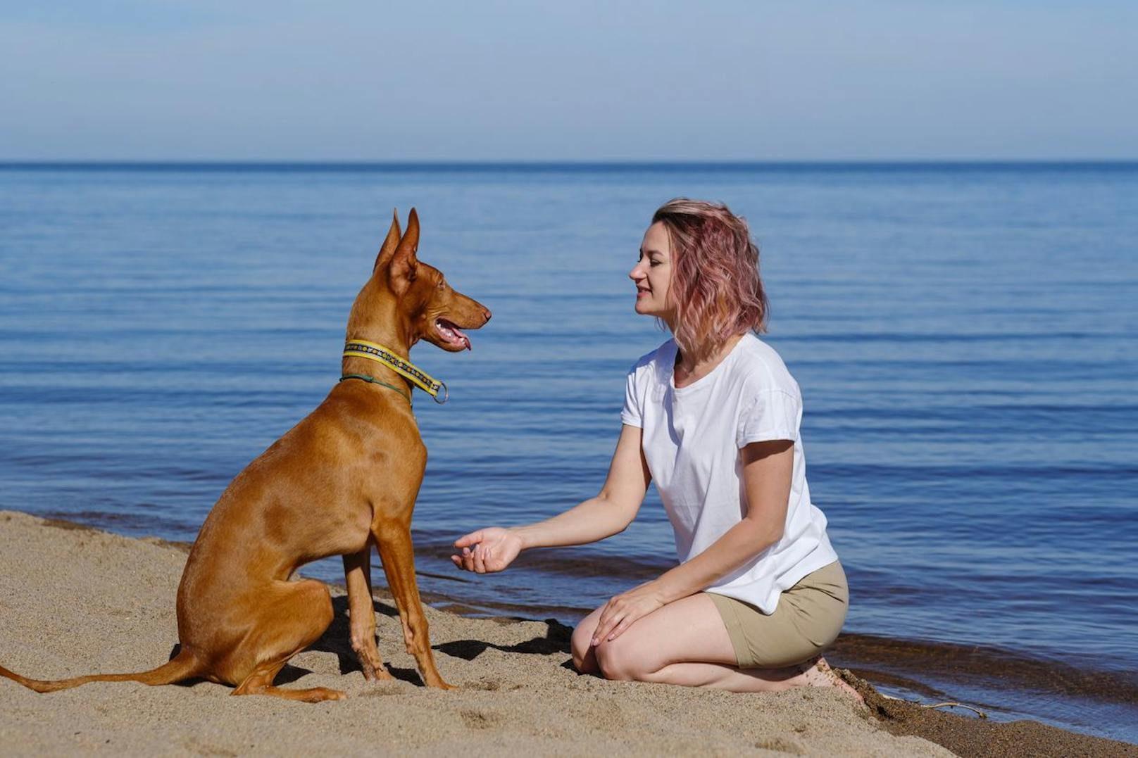 Der <strong>Pharaonenhund</strong> ist auch ein teures Tier, welches durch seine Anmut und sein Geschichte besticht. Bei einem Welpen kann man schon einmal gerne mit 6.000 Euro Kaufpreis rechnen.&nbsp;