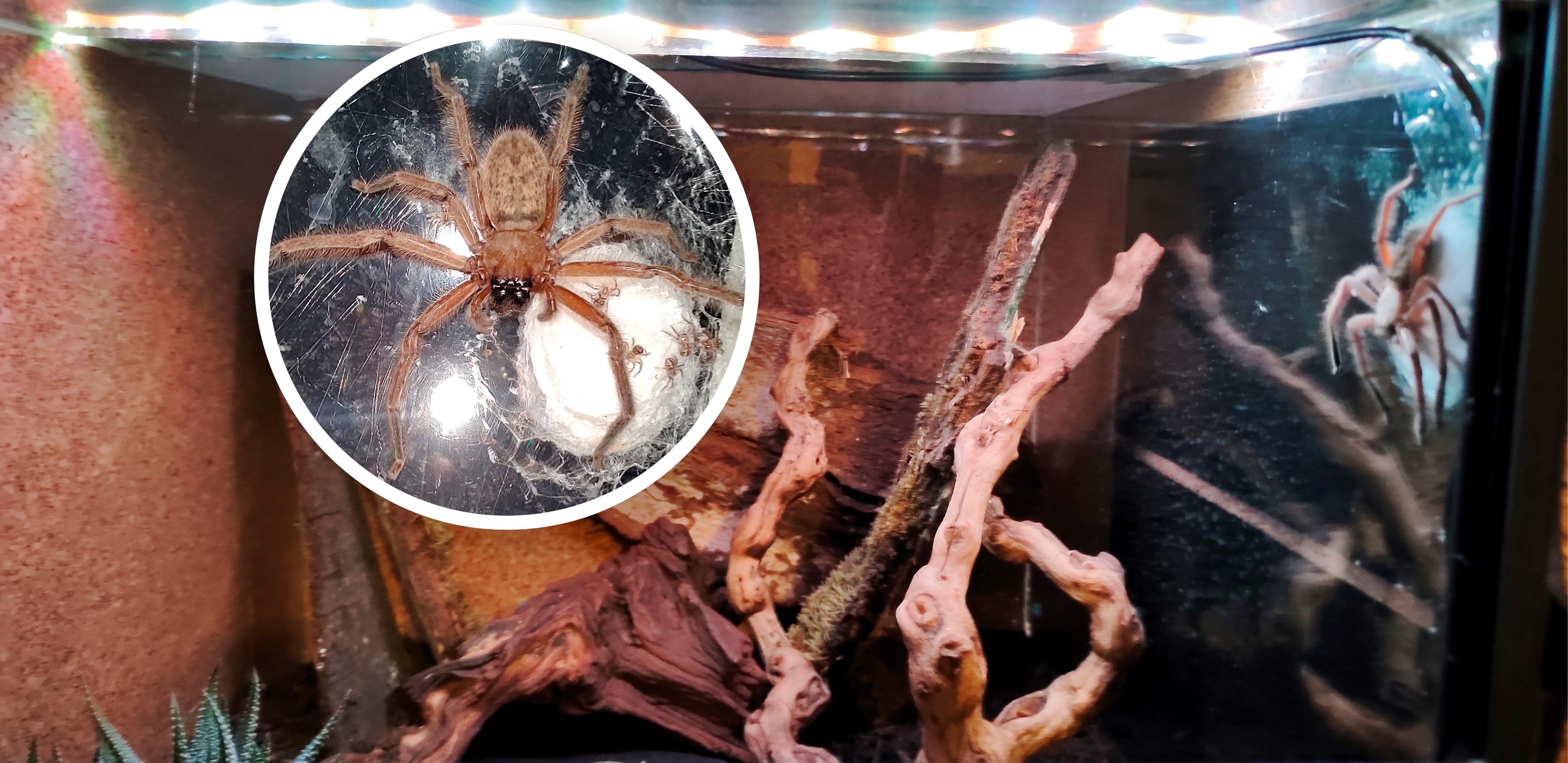 Spinne Kylie Nachwuchs Verein Acht Beinchen