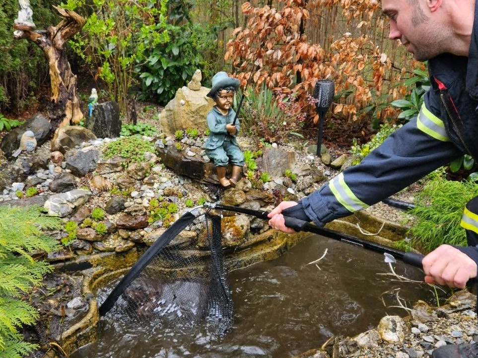 Die Feuerwehr holte das Nagetier aus einem Biotop.