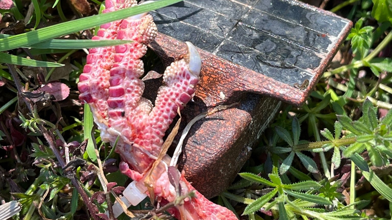 Der Sender des Rotmilans wurde am Kadaver einer Haustaube gefunden.