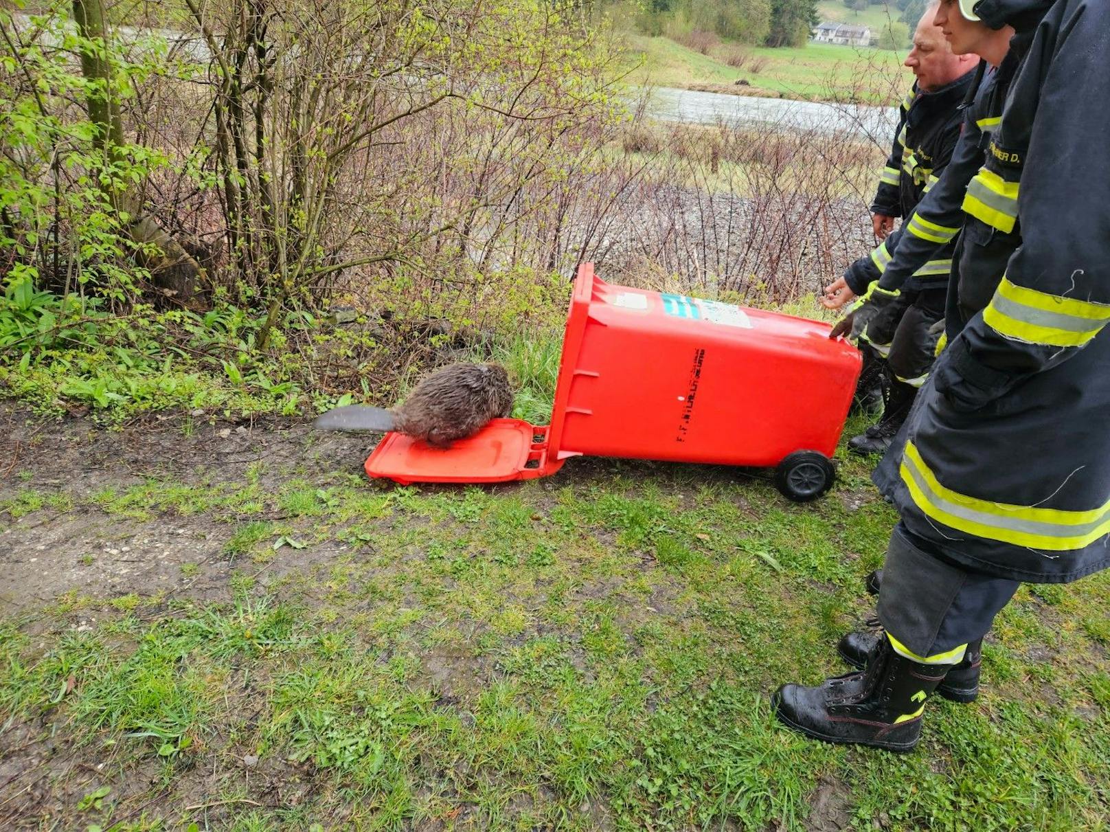 Der Biber wurde von der Feuerwehr in der Nähe der Traisen ausgelassen.