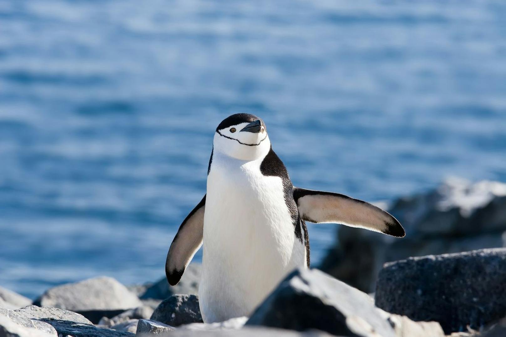 Der Zügelpinguin lebt vor allem im Westen und Norden der Antarktis.