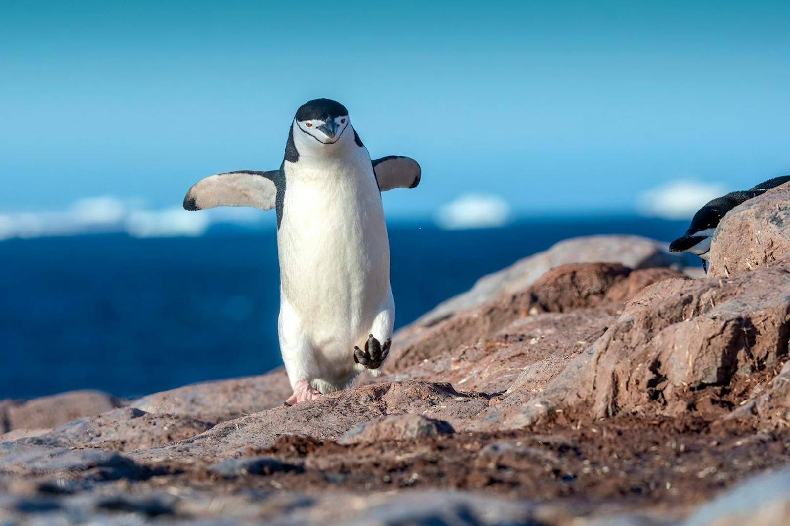 Er ist wie alle Pinguine ebenfalls ein sogenannter "Kolonienbrüter".